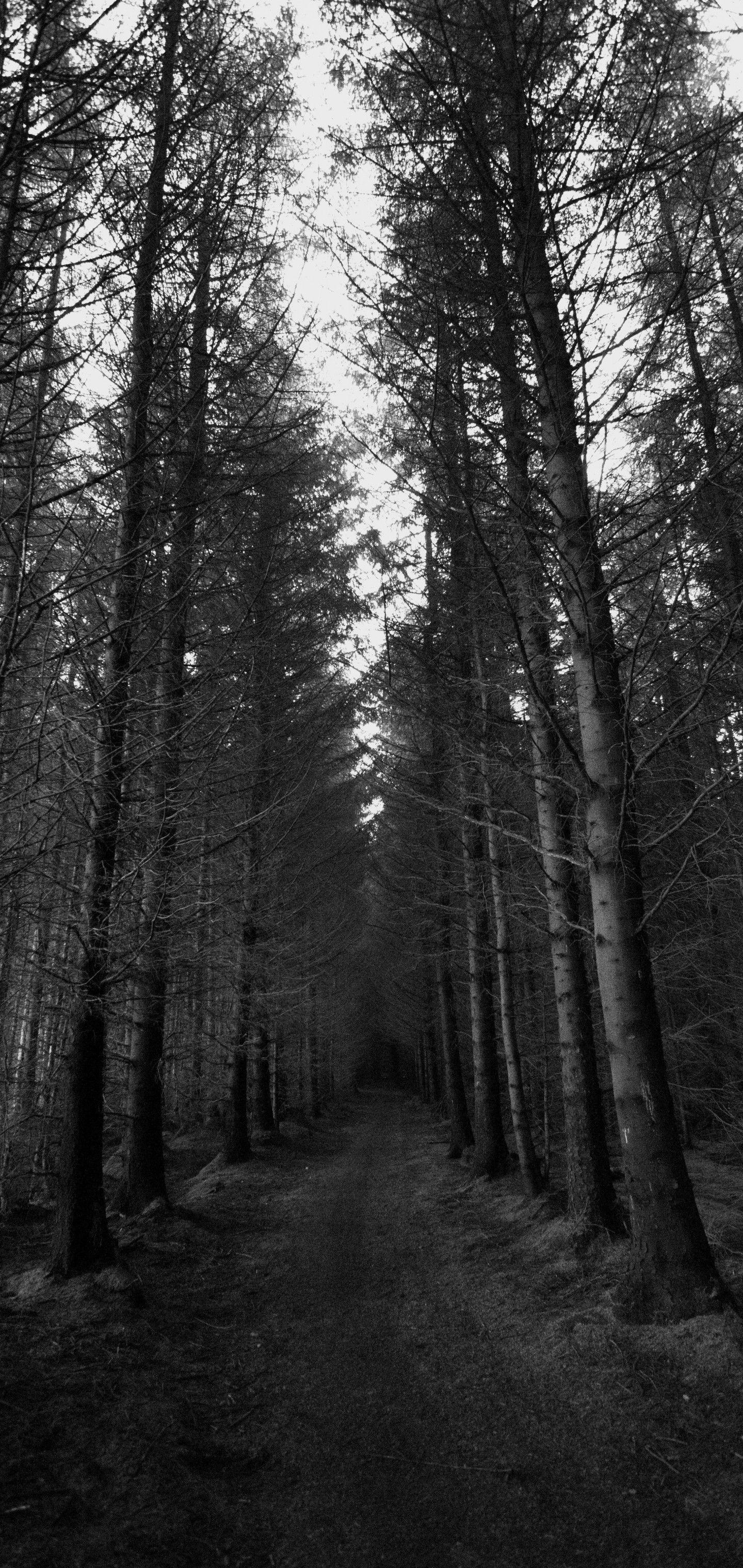 1440x3040 Download 1440x3040 Dark Forest, Monochrome, Trees, Autumn Wallpaper for Samsung Galaxy S10 Plus