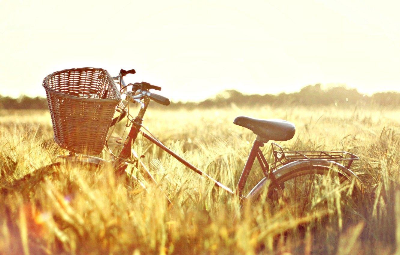 1332x850 Wallpaper wheat, field, the sun, nature, bike, background