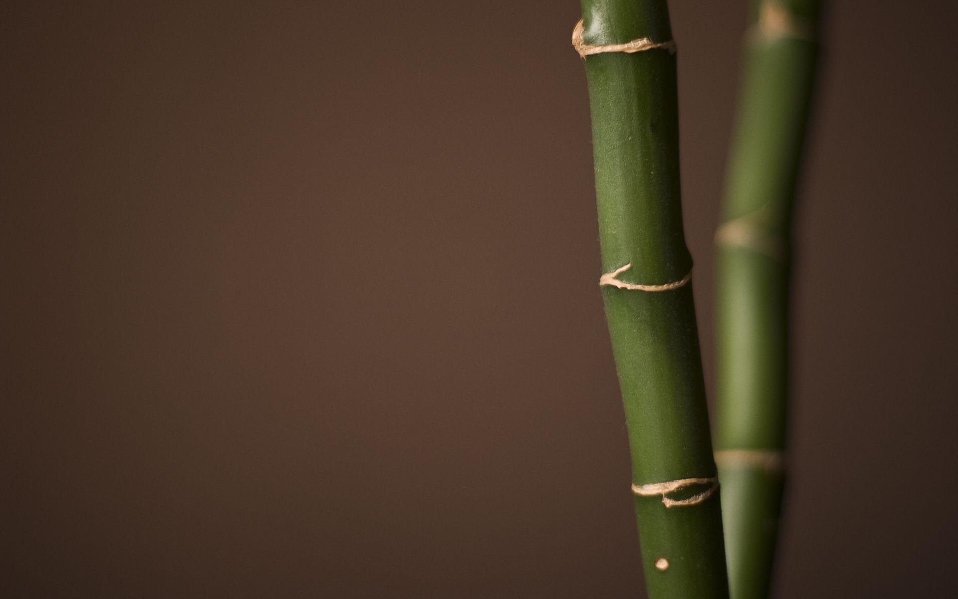 1920x1200 Lucky Bamboo Background. Bamboo