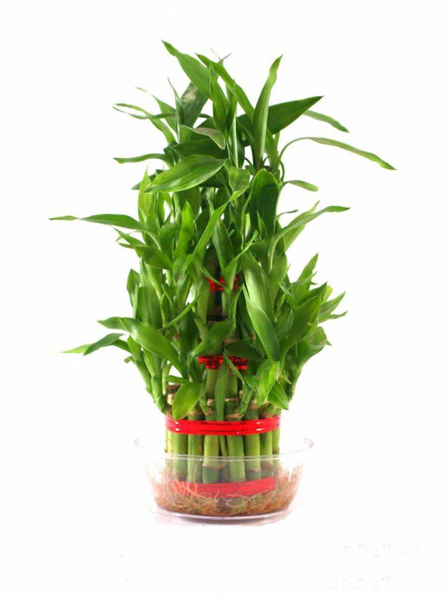 900x1200 Rolling Nature Lucky Bamboo- 3 Layer: Amazon.in: Garden & Outdoors