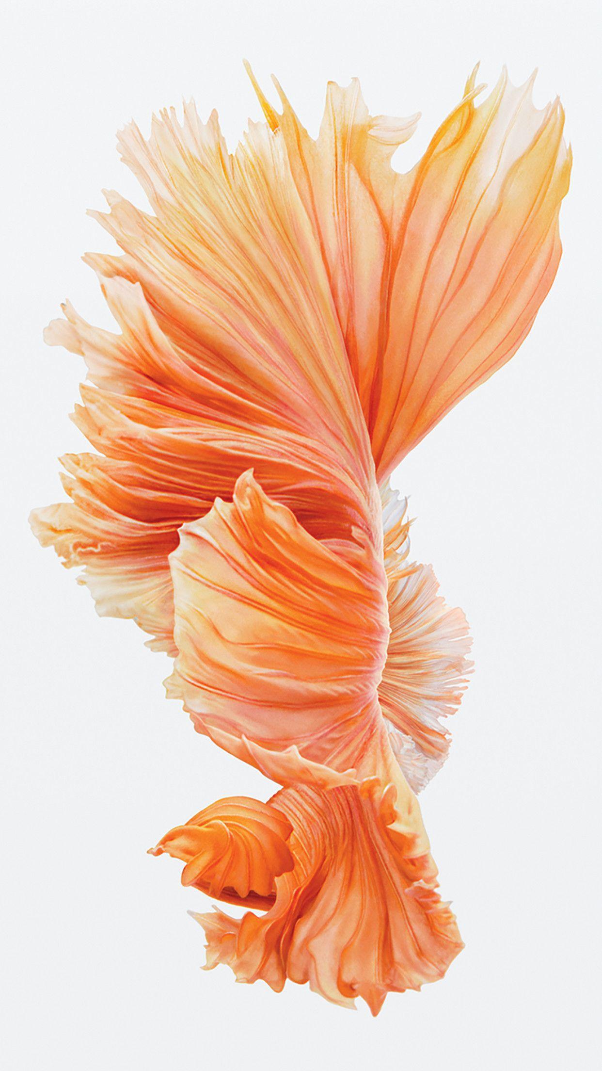 1242x2208 Orange Apple Wallpaper