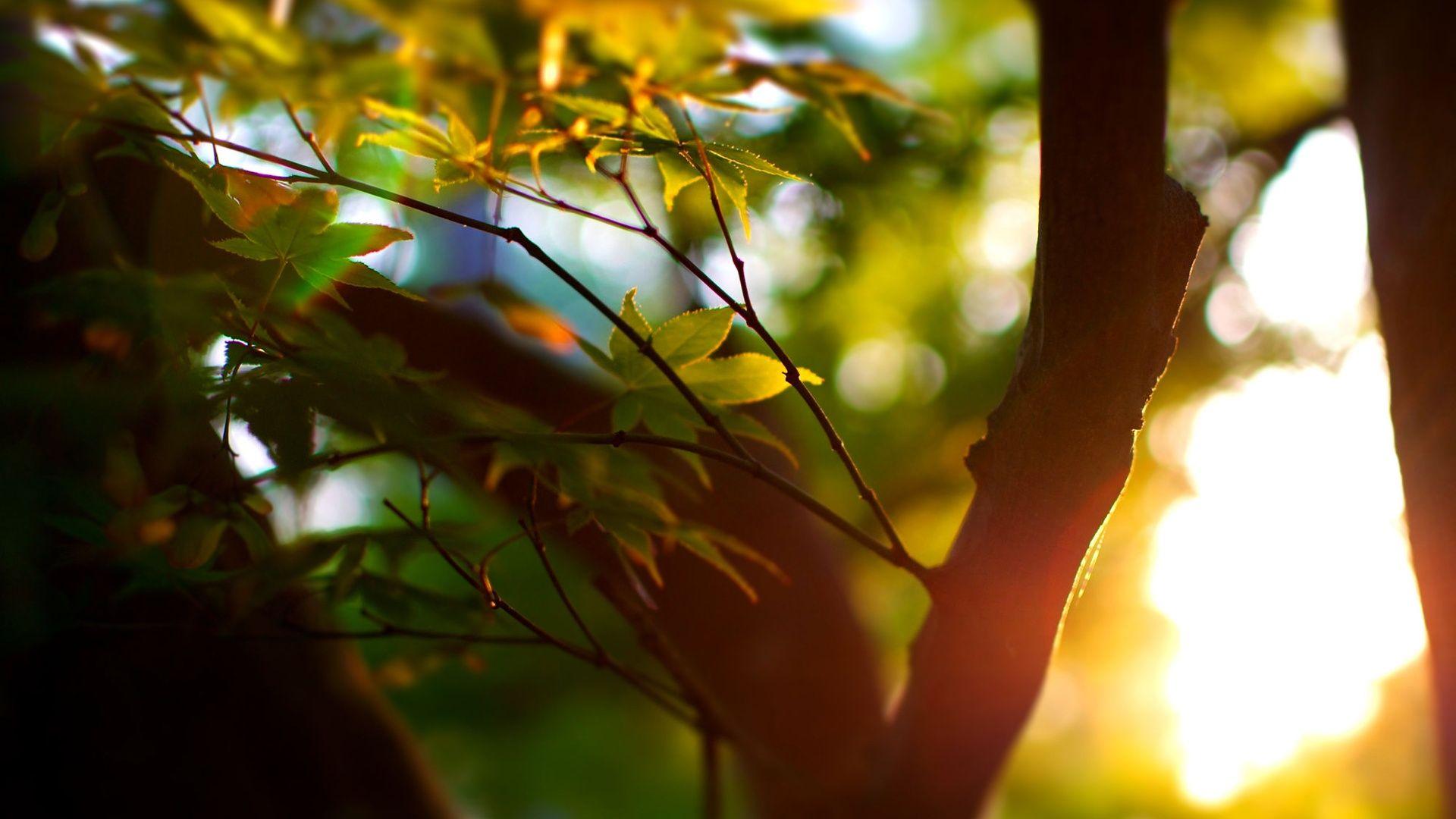 1920x1080 Pretty HD Sunlight Wallpaper