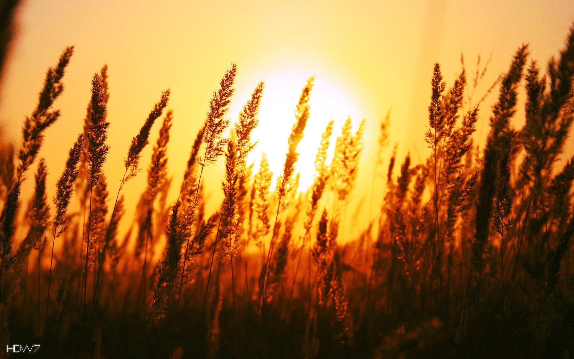 1920x1200 beautiful sun rise over a grain field wallpaper. HD wallpaper