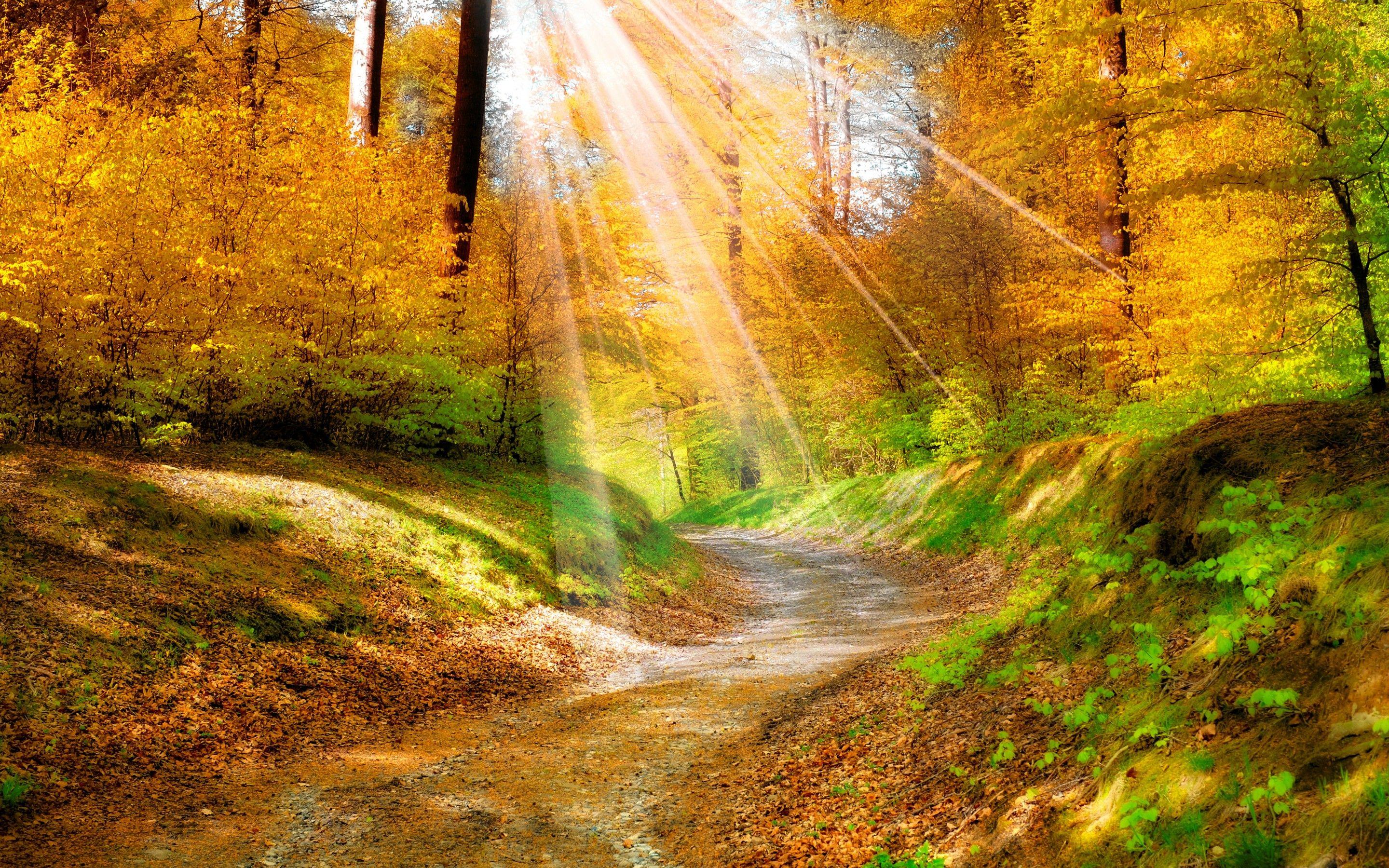 2880x1800 sunlight wallpaper autumn forest Desktop Wallpaperk HD