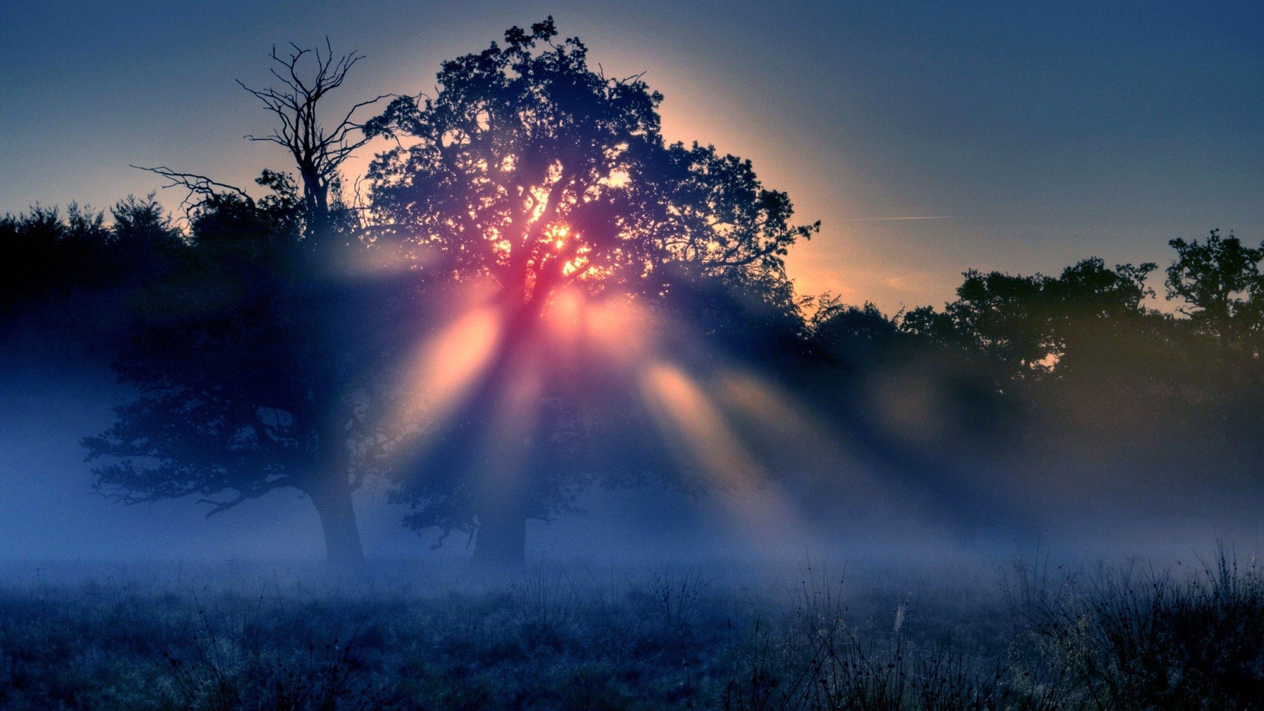 2560x1440 Foggy Sunrise Nature MacBook Air Wallpaper Download