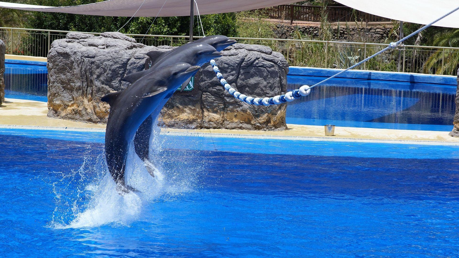 1920x1080 Dolphins High Jump Wallpaper