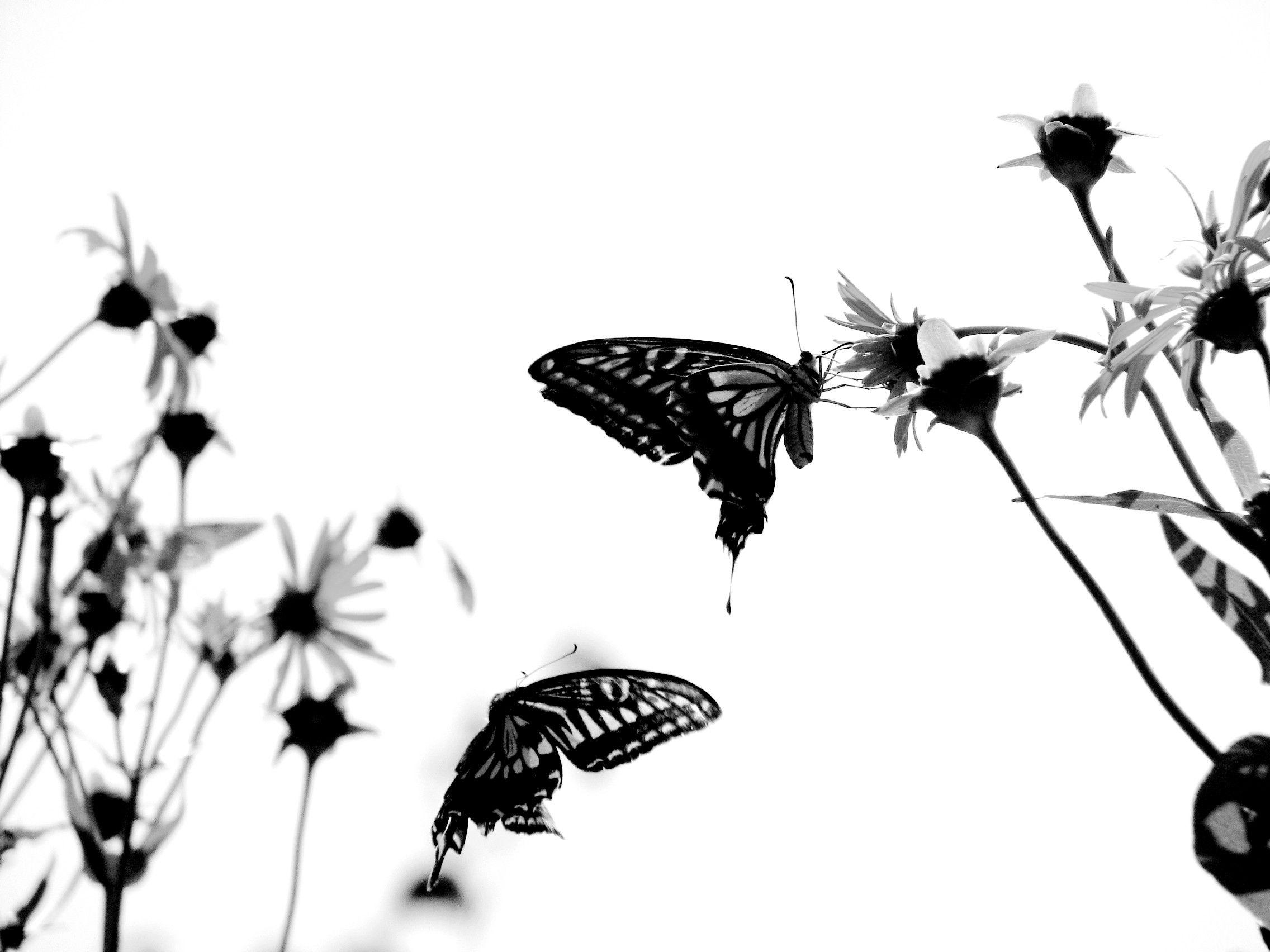 Black and White Butterfly Wallpaper  Black Wallpaper HD