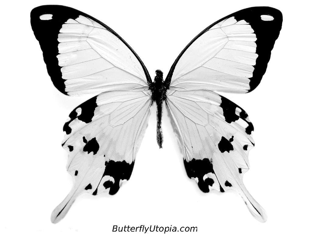 1024x768 Free Black And White Butterfly Wallpaper, Download Free Clip Art, Free Clip Art on Clipart Library