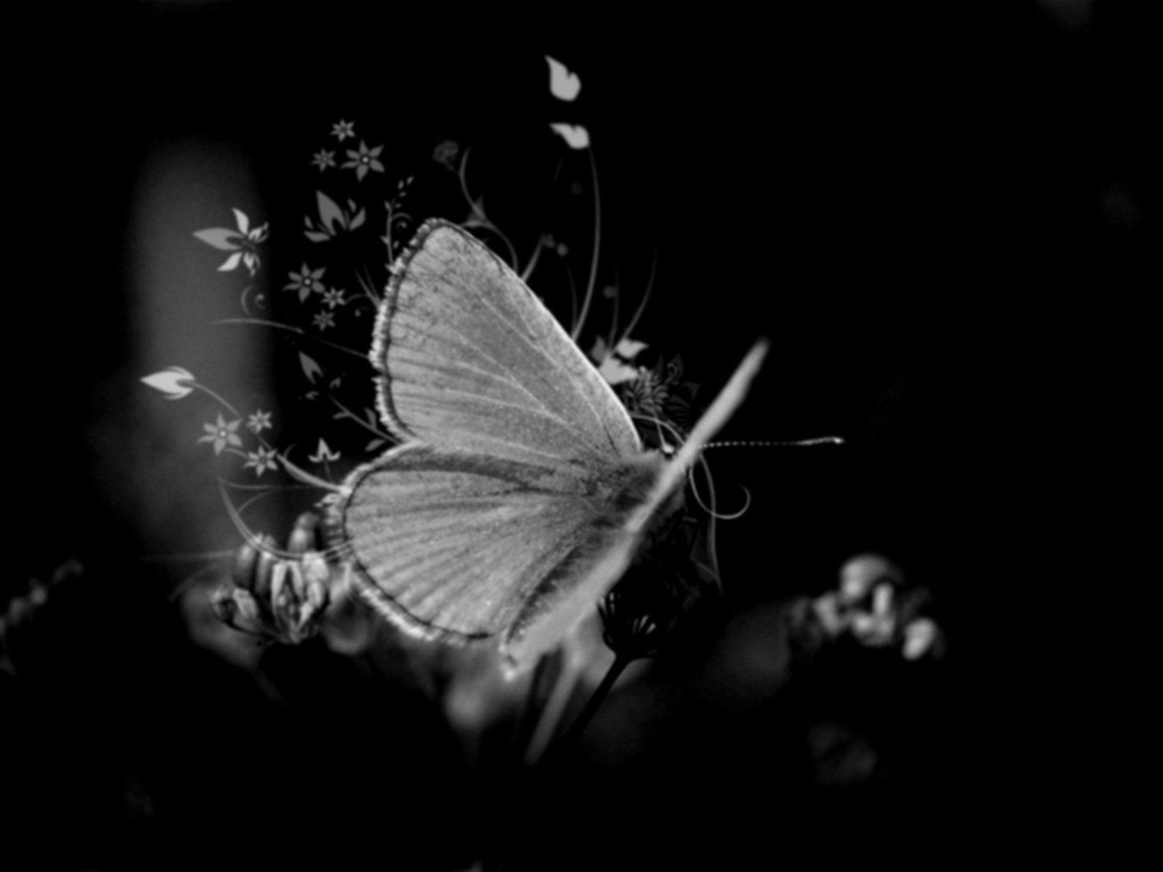 Black and White Butterfly Wallpapers - Top Free Black and White Butterfly Backgrounds