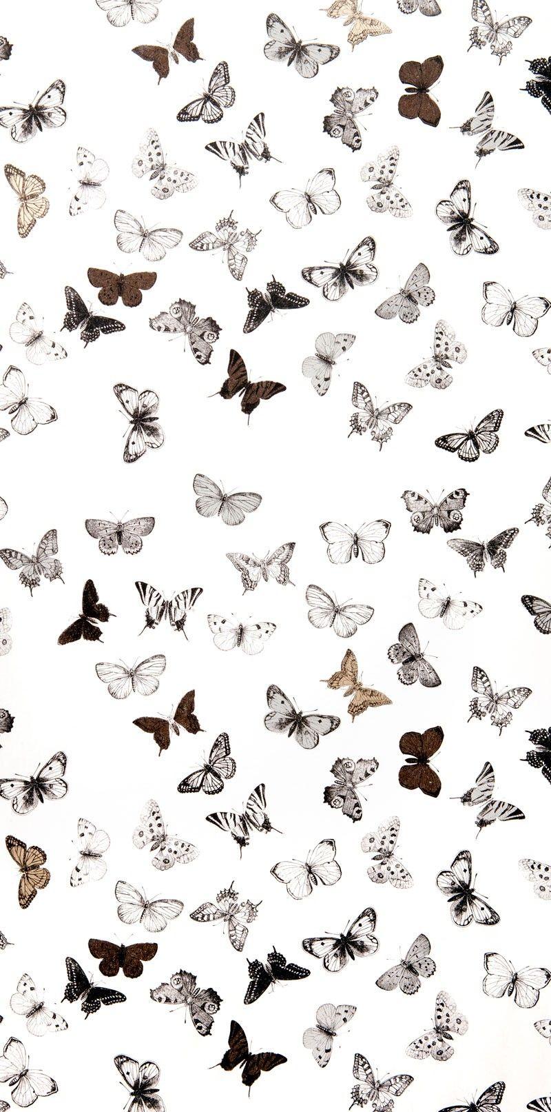 Black and White Butterfly Wallpapers - Top Free Black and White