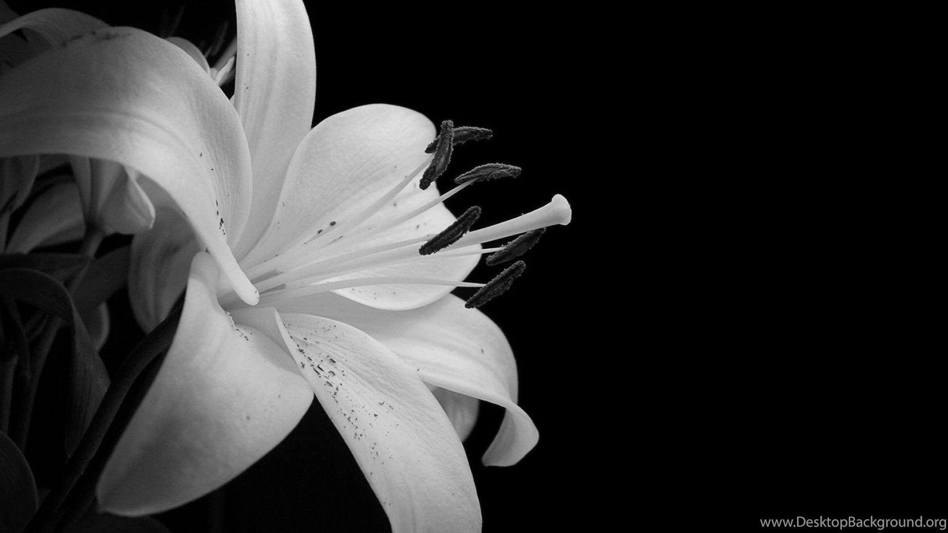 1920x1080 Black And White Butterfly Wallpaper Free Desktop Background