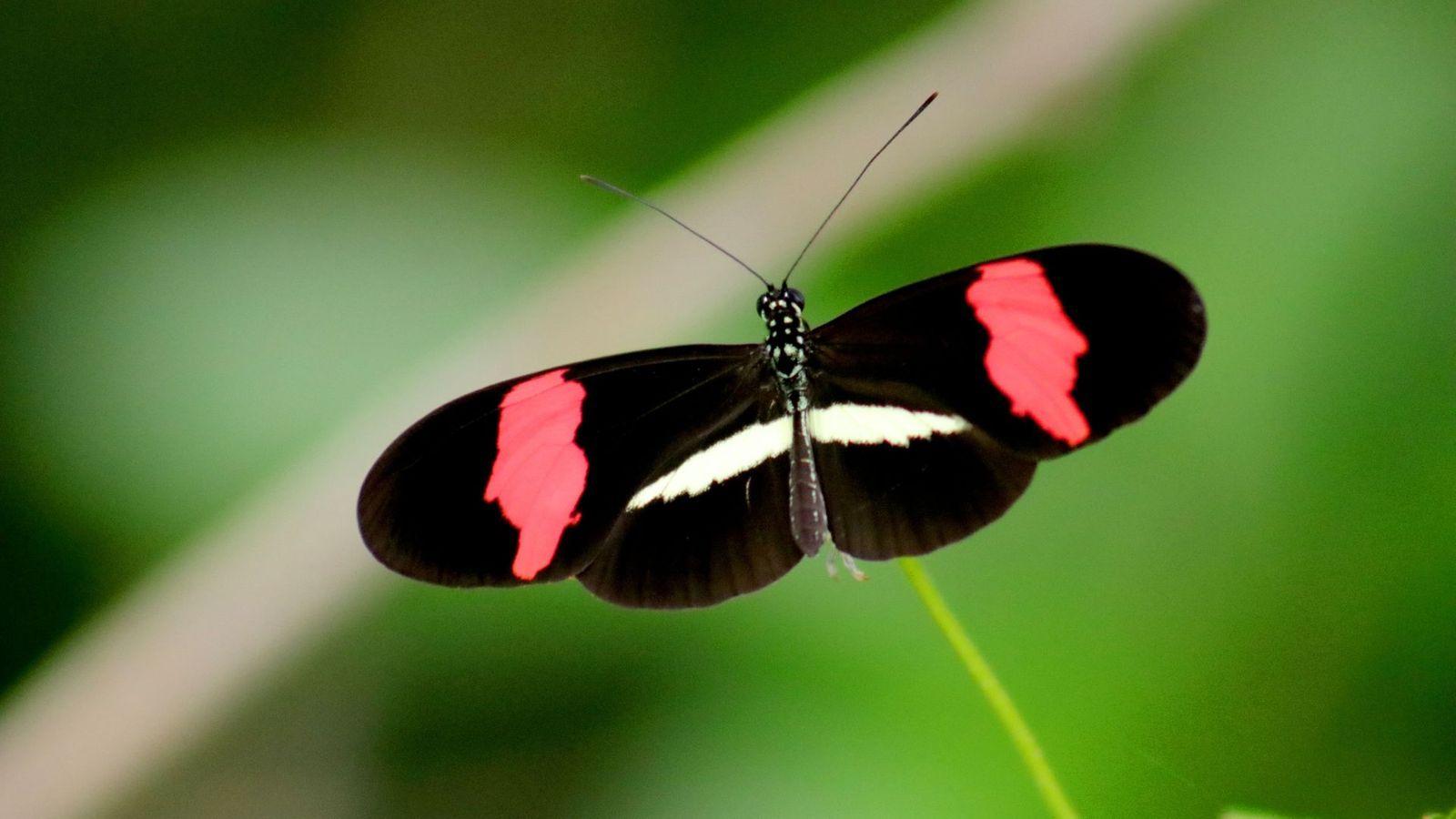 1600x900 Black Red and White Butterfly Closeup Wallpaper