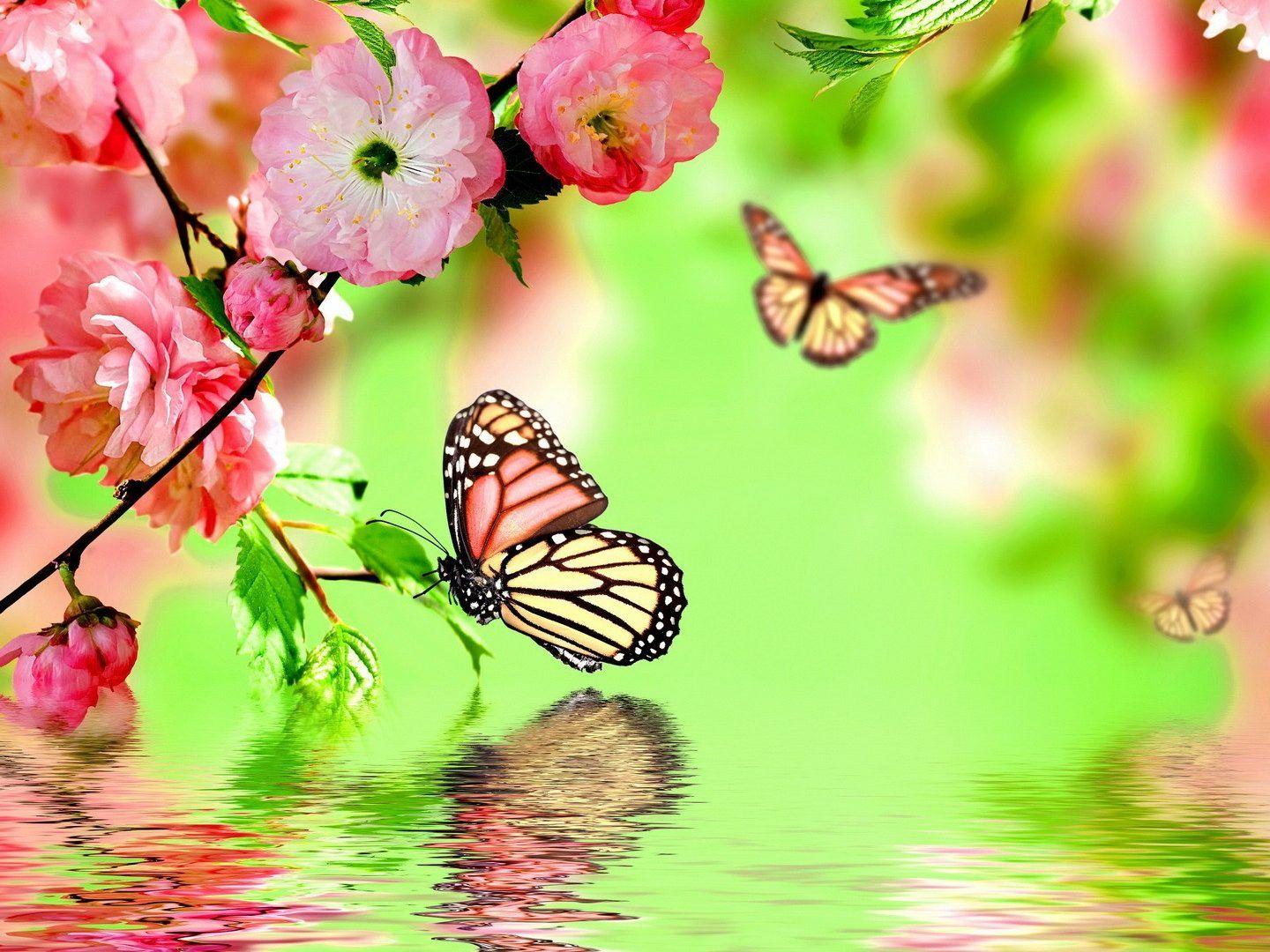 Spring Butterfly Wallpapers - Top Free Spring Butterfly Backgrounds ...