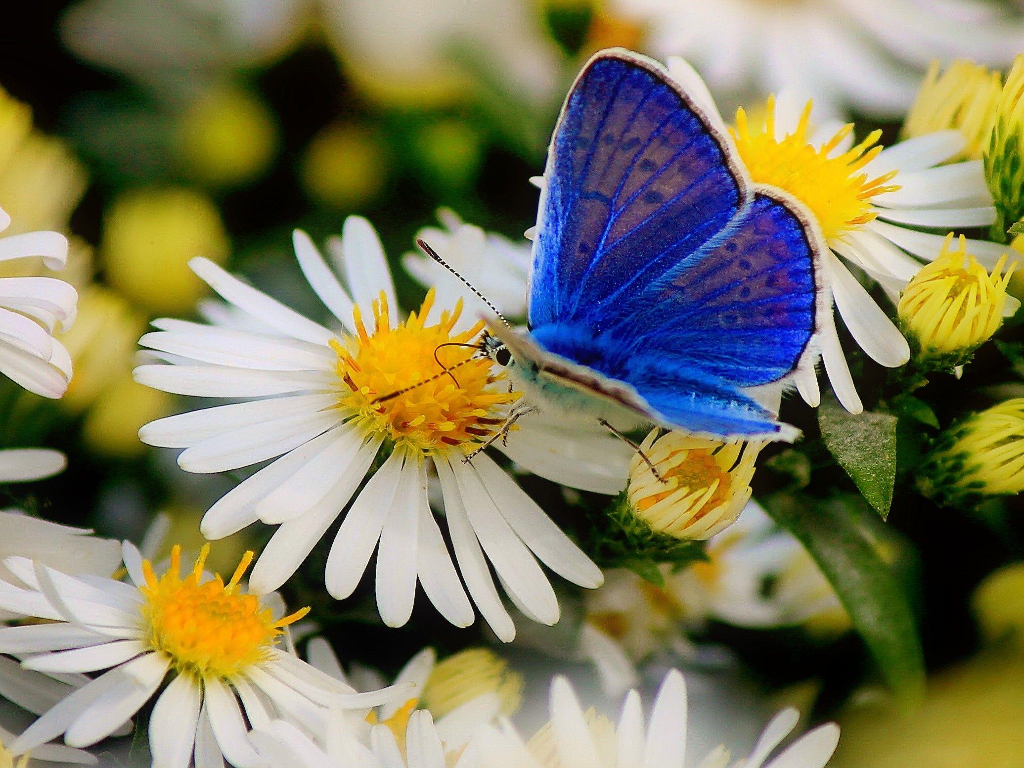 20 Outstanding Spring Wallpaper Butterfly You Can Get It At No Cost Aesthetic Arena 