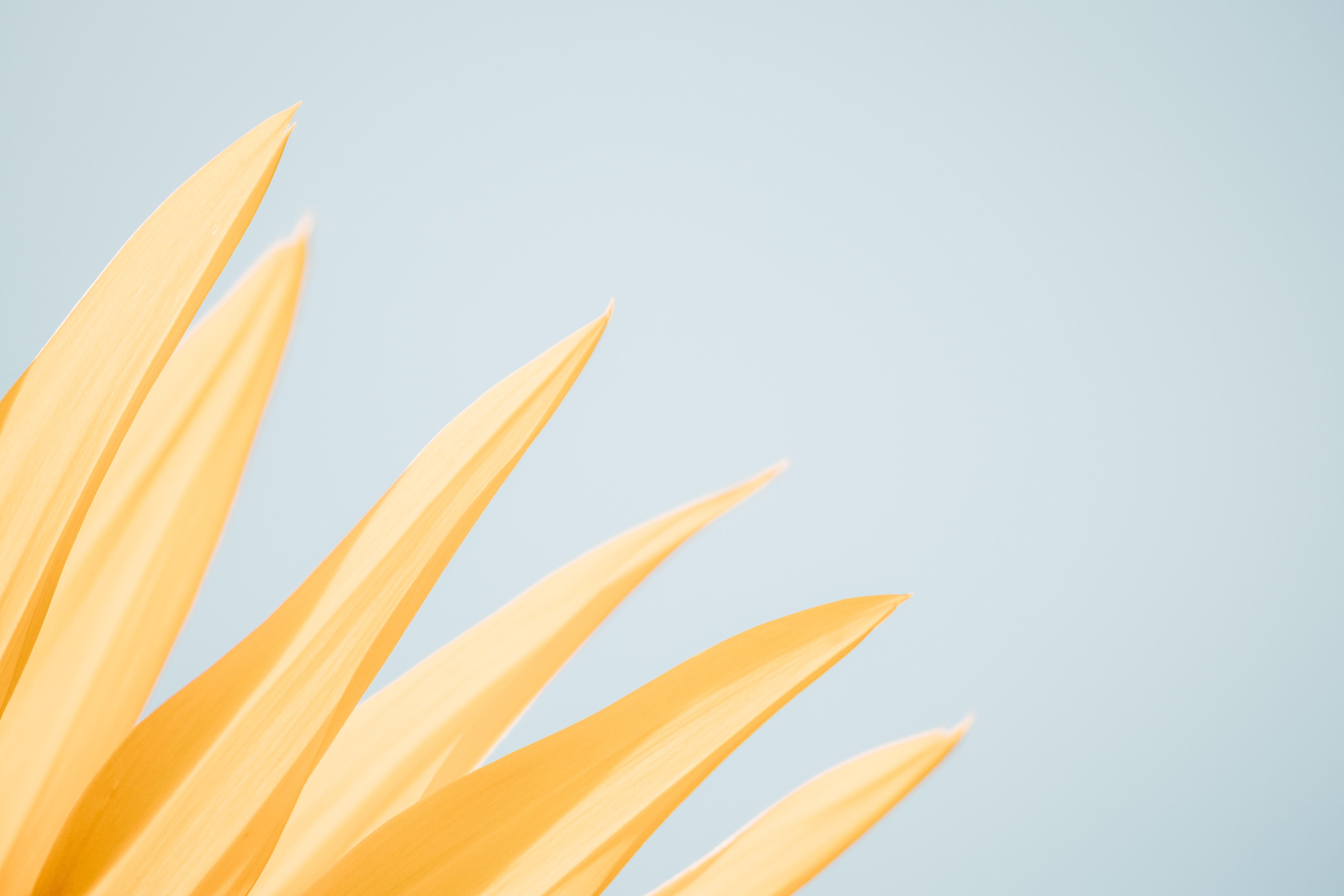 6000x4000 Yellow Aesthetic Wallpaper Desktop