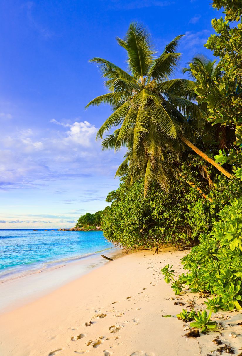 825x1211 Tropical Palm Beach Wall Mural Your Way