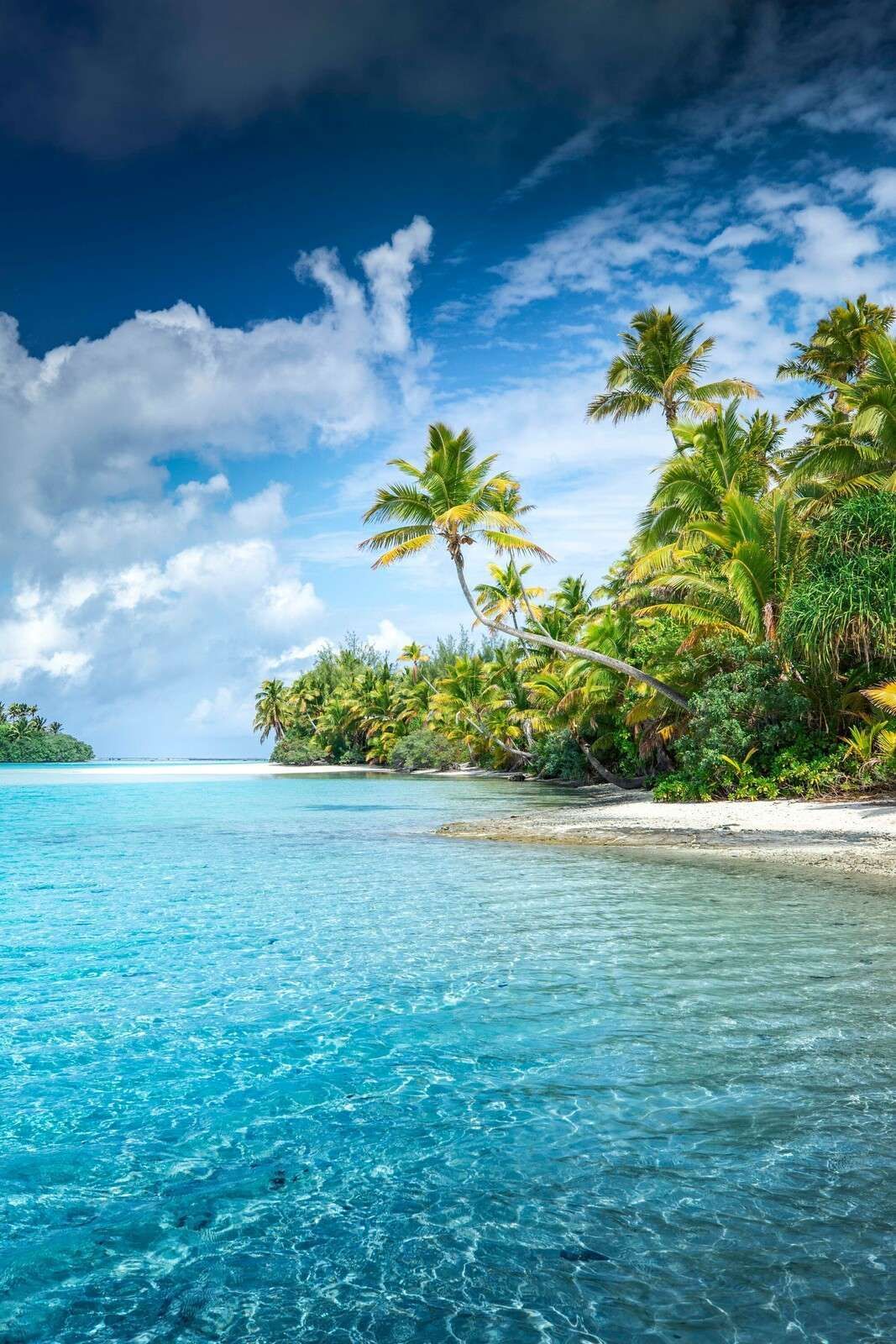 1067x1600 Wall Mural tropical beach with palm trees