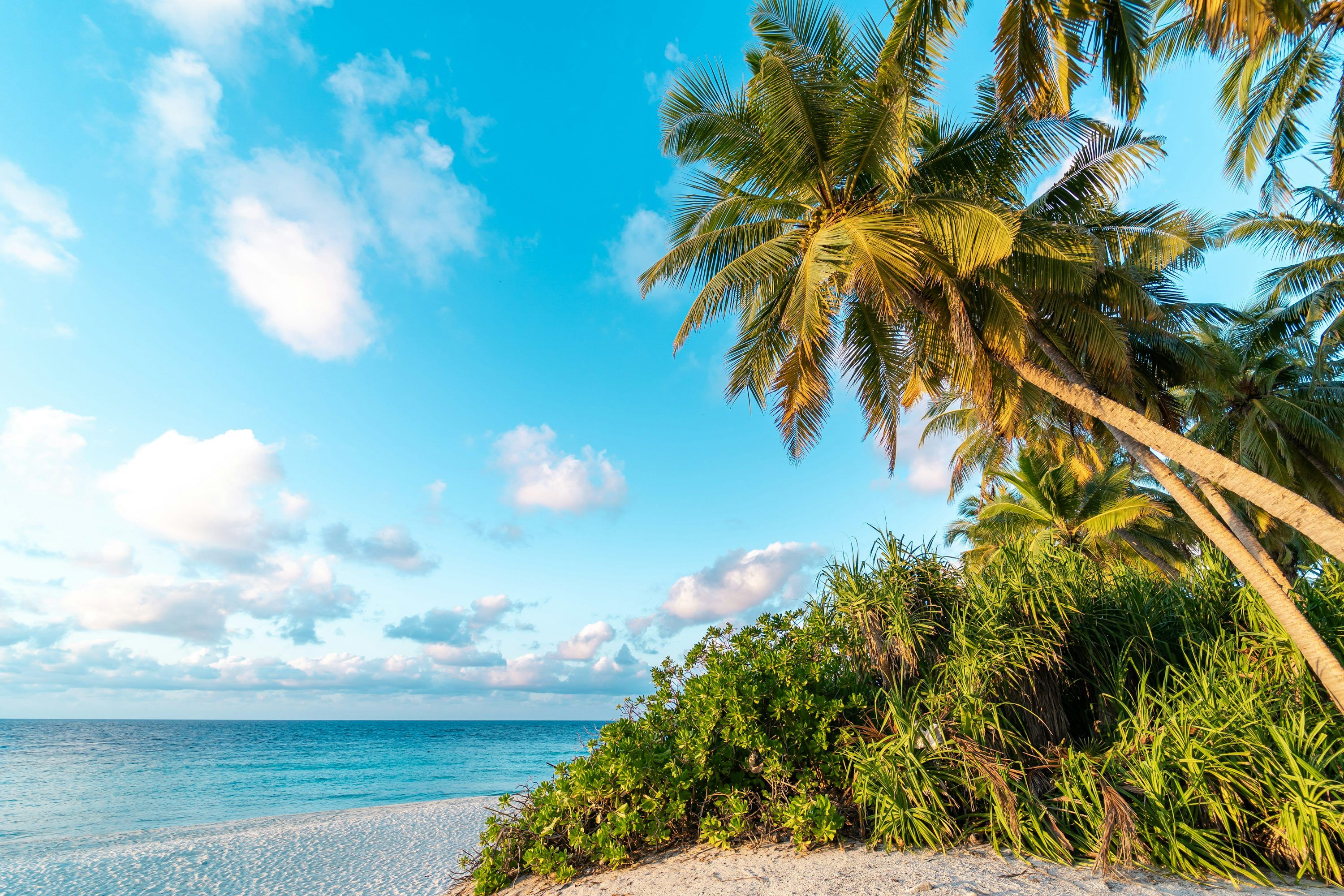 3000x2000 A beach with palm trees and the ocean in the background photo
