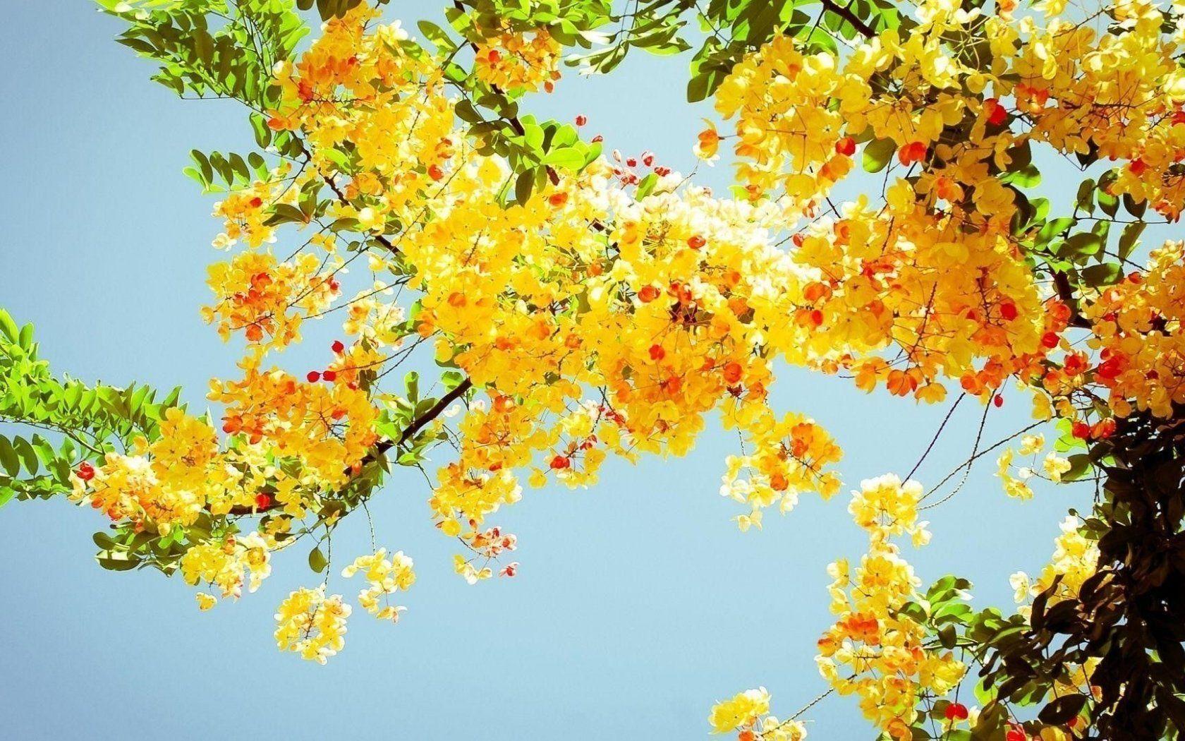 1680x1050 Yellow Aesthetic Desktop Wallpaper HD