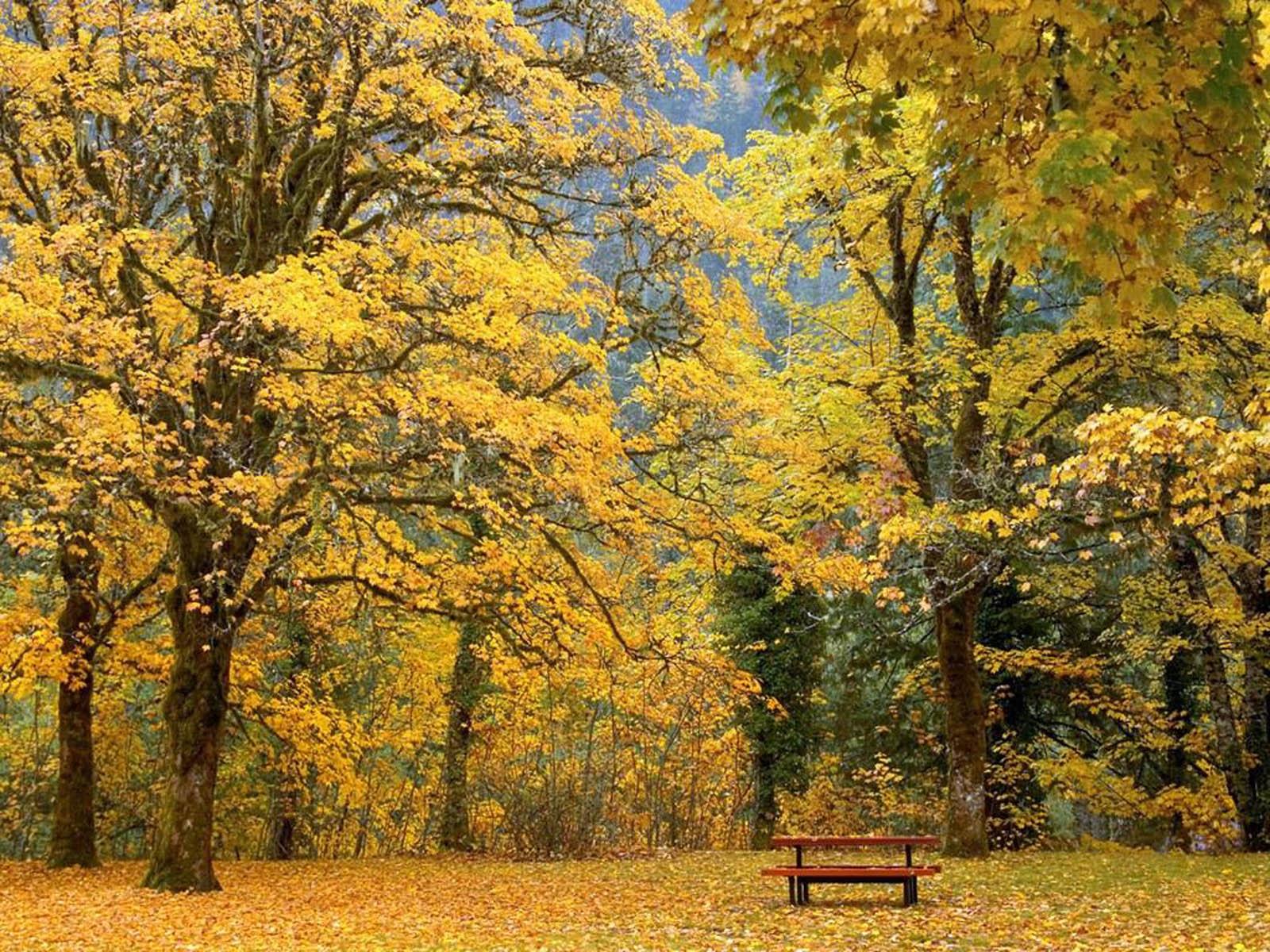 1600x1200 wallpaper: super Autumn Scenery Wallpaper