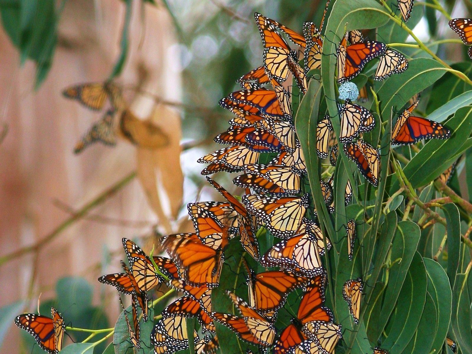 1600x1200 Tree Garden Spring Butterflies Animated Butterfly Wallpaper