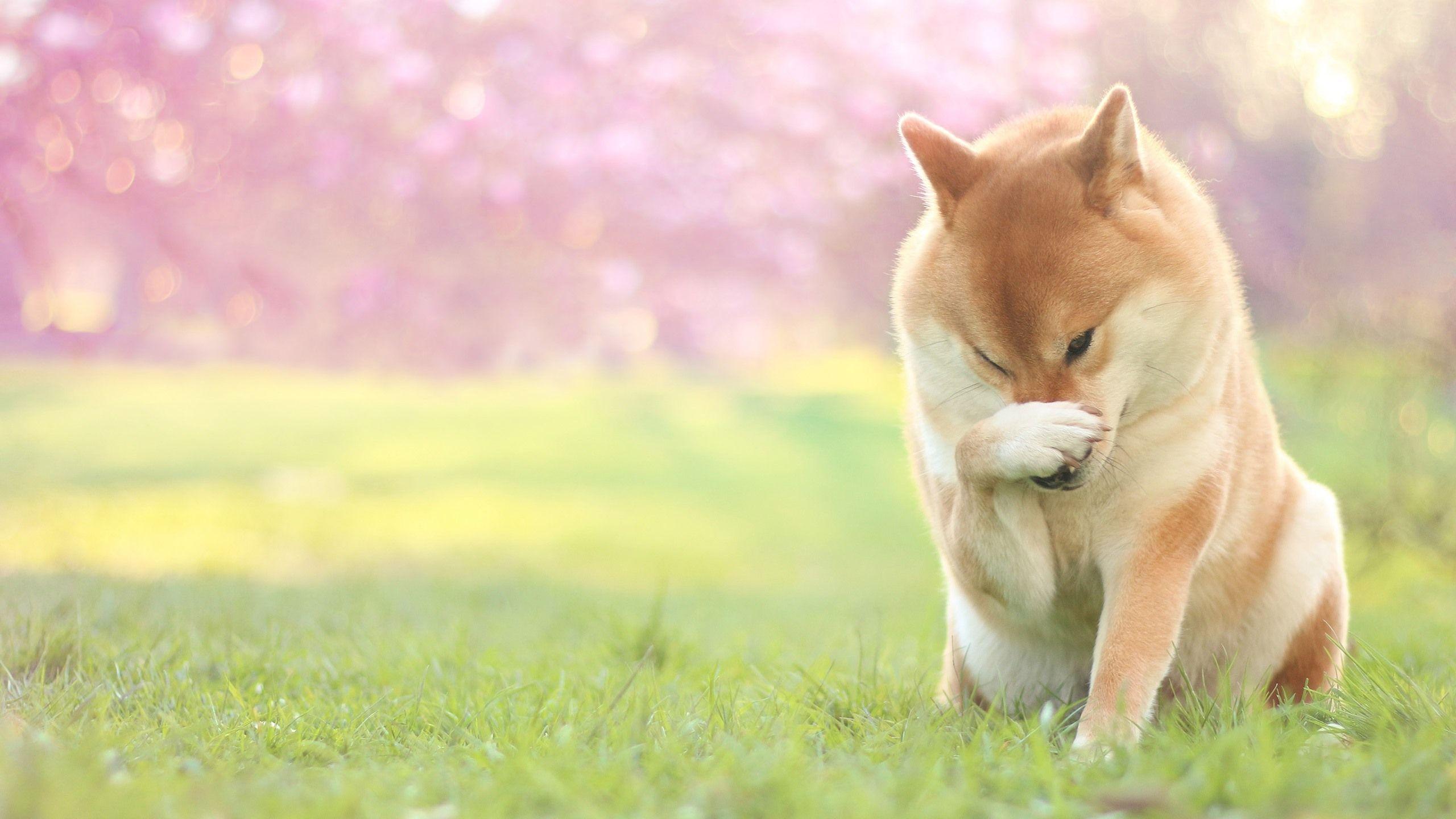 2560x1440 Dog, Paw, Pose, Grass 750x1334 IPhone 8 7 6 6S Wallpaper