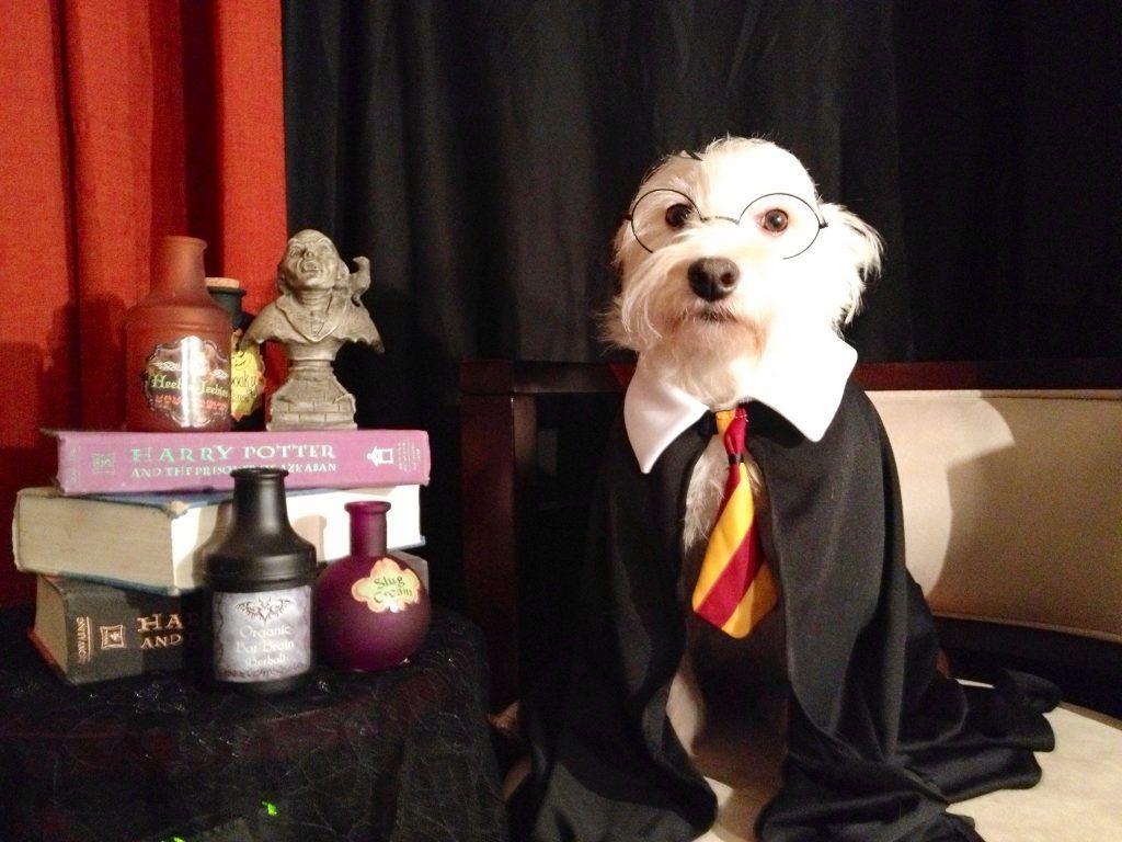1024x768 The 61 Best Harry Potter Dog Names by Popularity in 2019