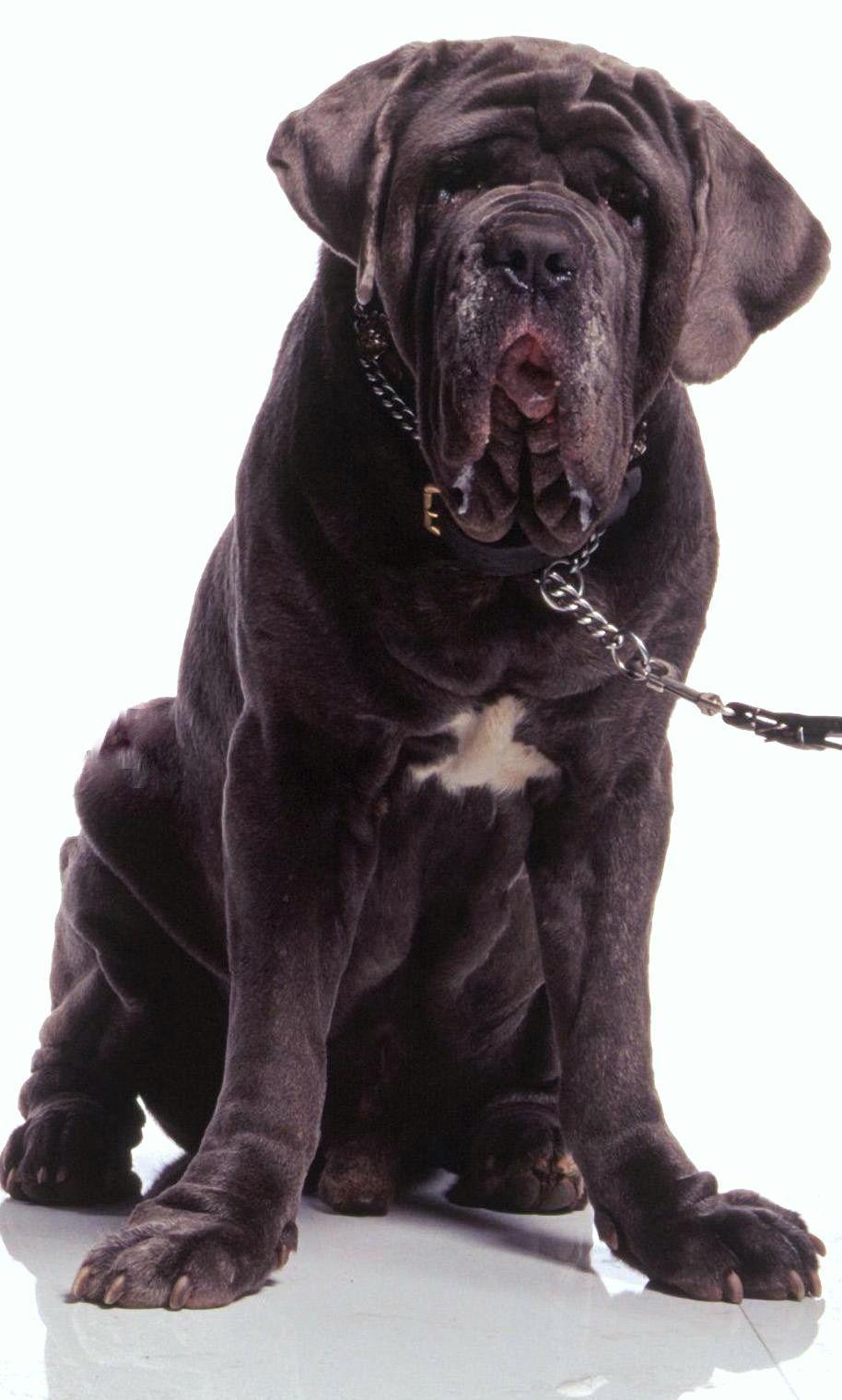 914x1519 neapolitan #mastiff. Harry potter dog, Hagrid's dog, Dogs