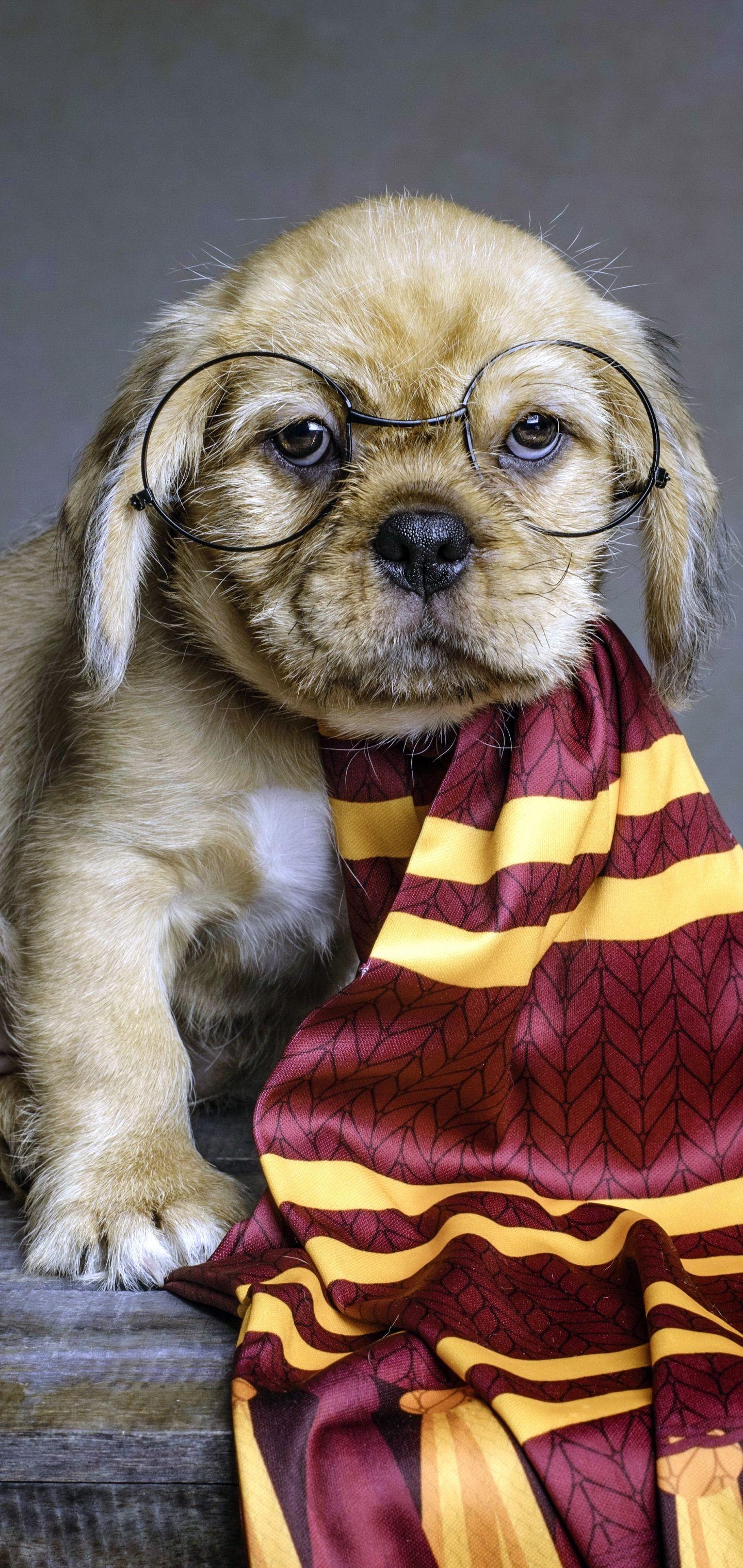 Harry Potter Dogs Wallpapers - Top Free Harry Potter Dogs Backgrounds ...