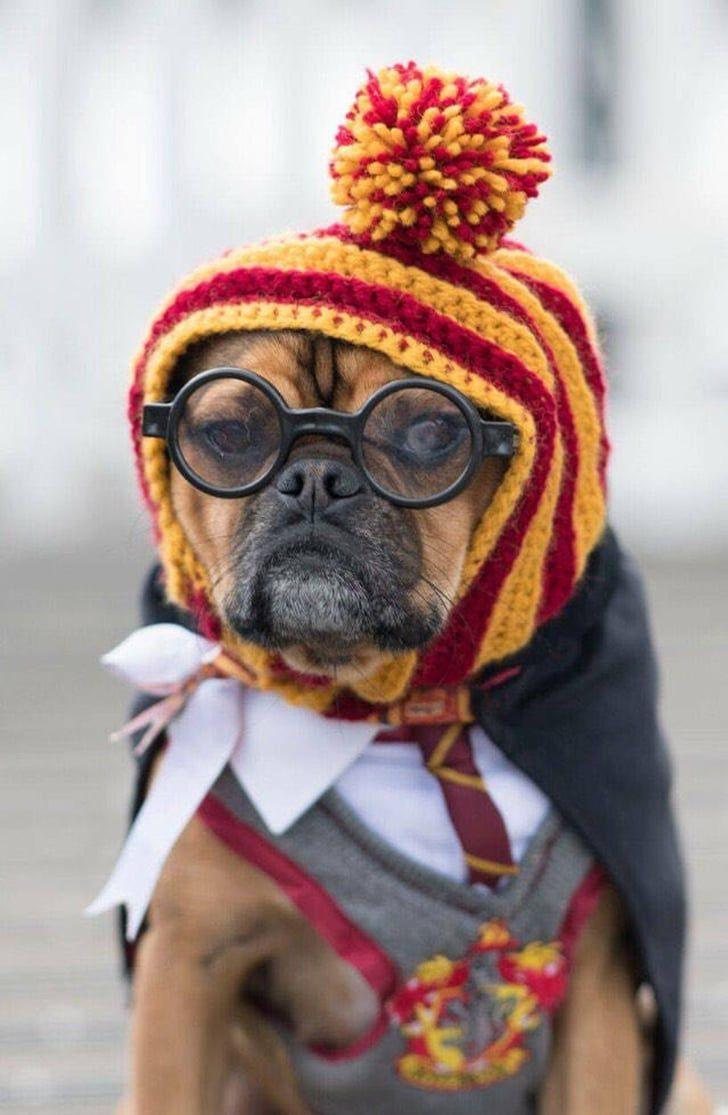 Harry Potter Dogs Wallpapers - Top Free Harry Potter Dogs Backgrounds ...