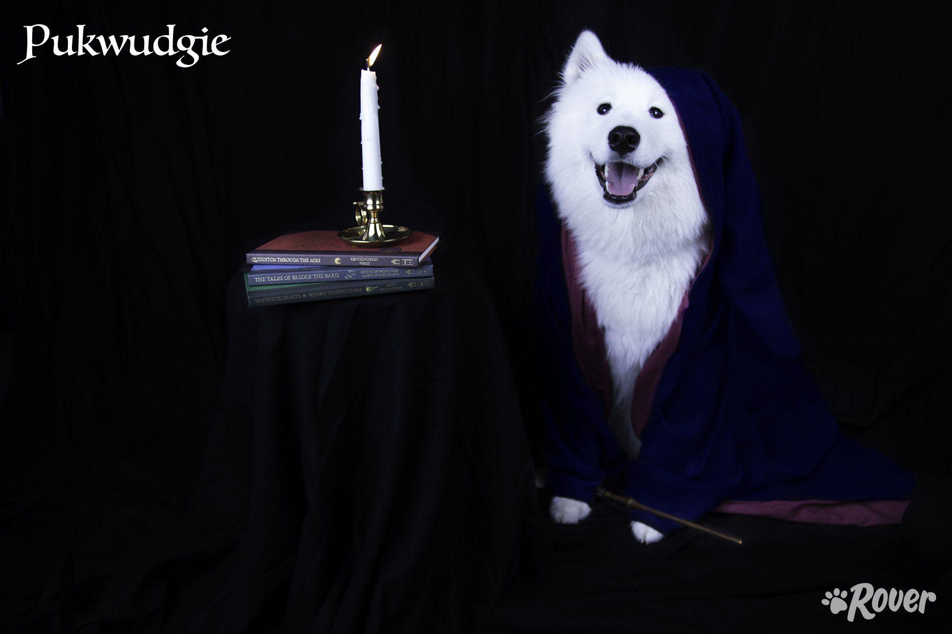 1920x1280 The 61 Best Harry Potter Dog Names by Popularity in 2019