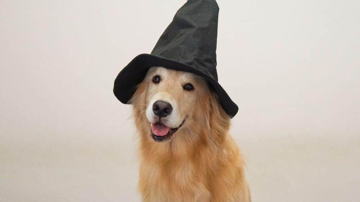 1210x680 Which Hogwarts House Does Your Dog Belong In?