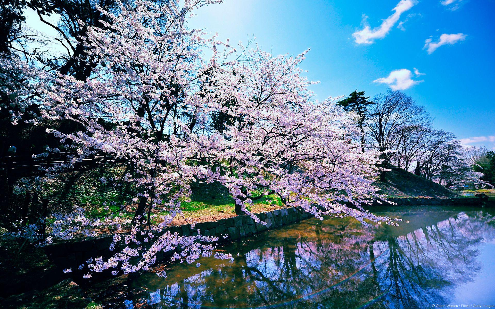 Sakura Tree Wallpapers - Top Free Sakura Tree Backgrounds - WallpaperAccess