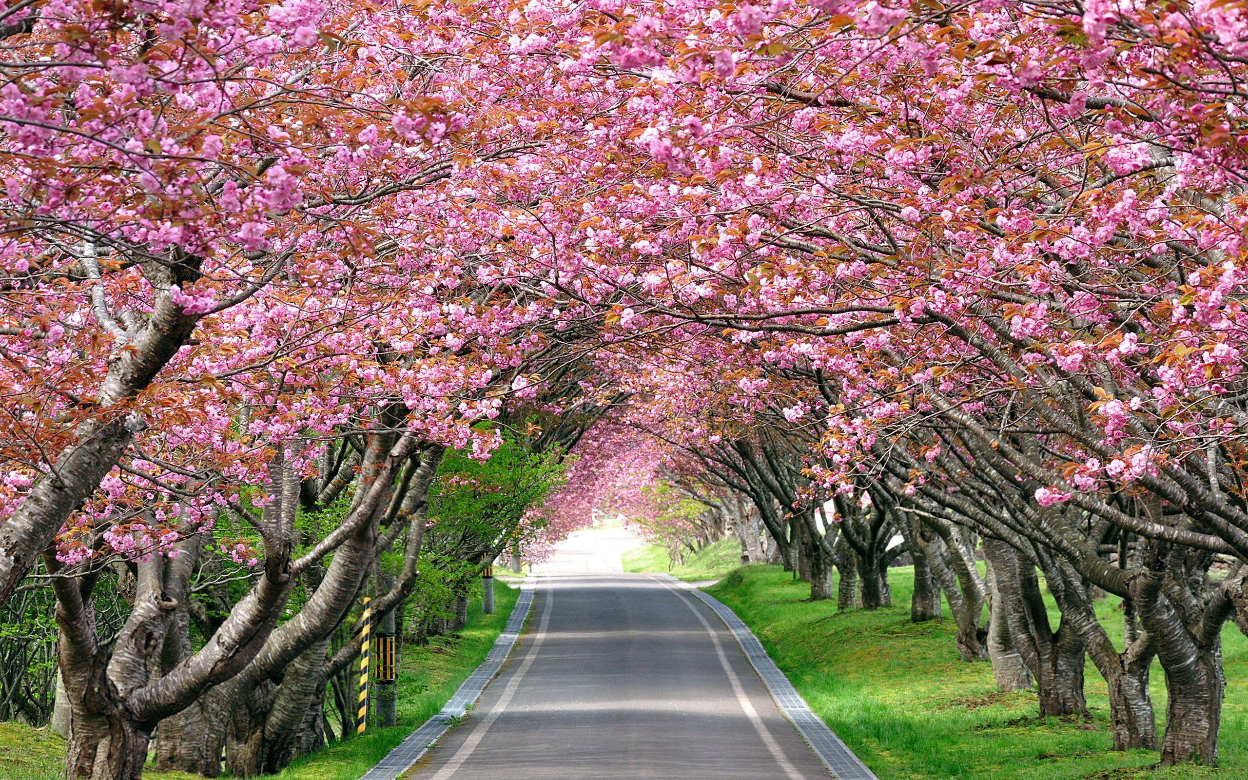 Cherry Blossom Tree Wallpapers Top Free Cherry Blossom Tree Cherry Blossom Tree Wallpapers Top Free Cherry Blossom Tree