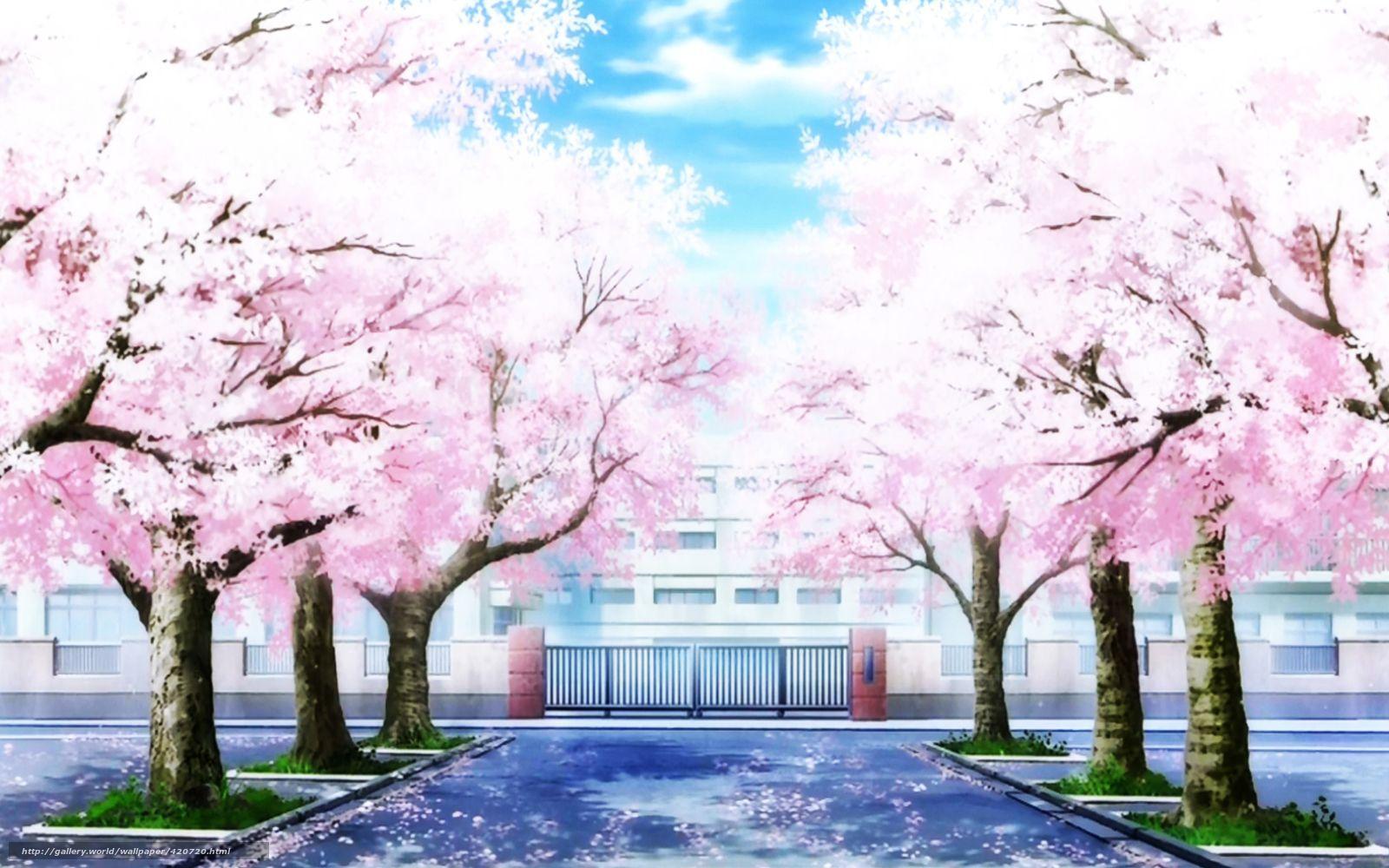 anime scenery cherry blossoms background