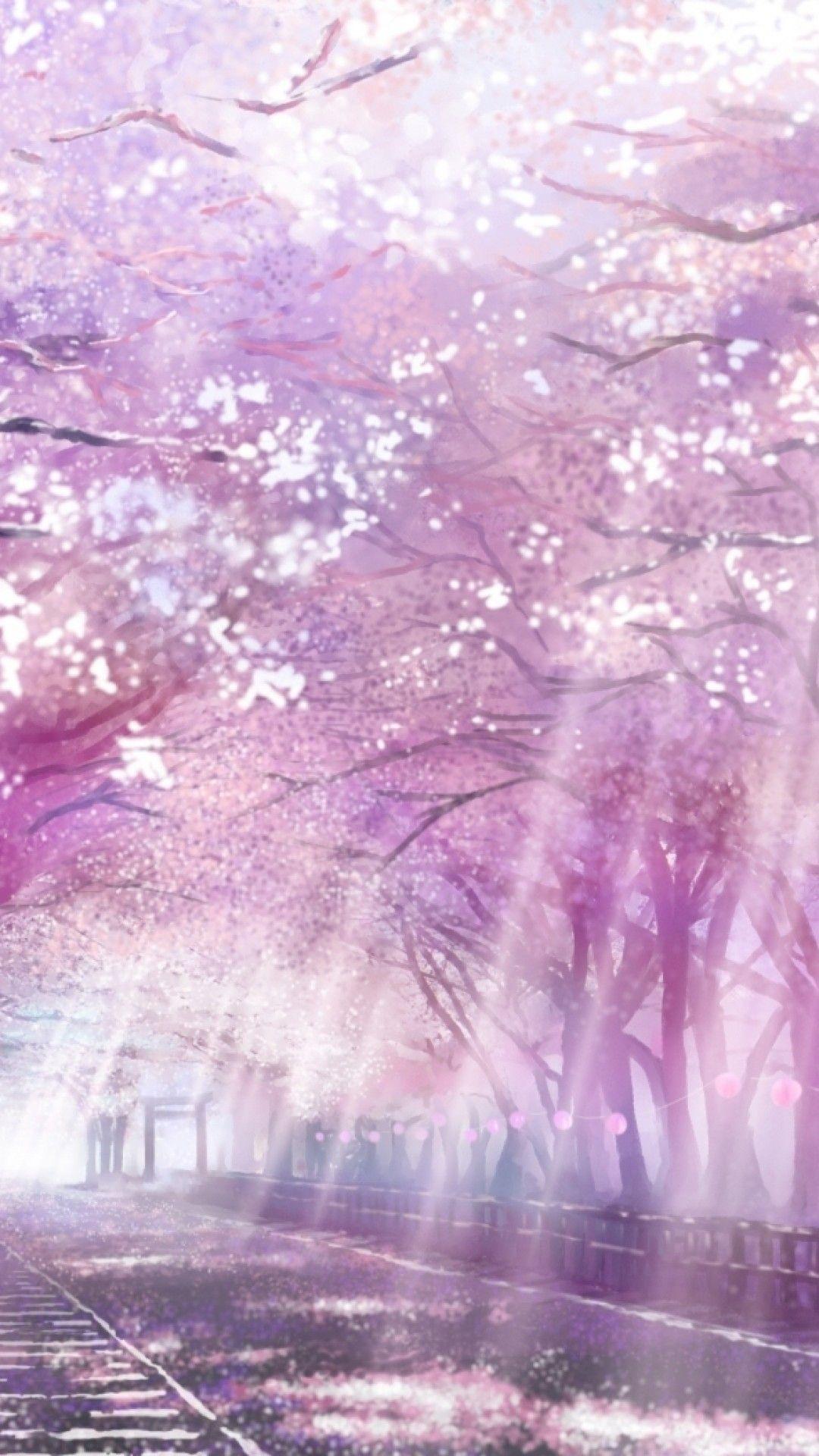 Cherry Blossoms Anime Scenery Wallpapers - Top Free Cherry Blossoms