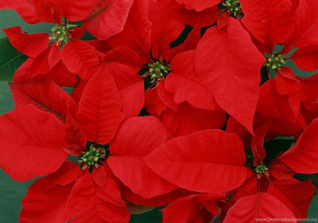 Bright Red Wallpapers Top Free Bright Red Backgrounds WallpaperAccess