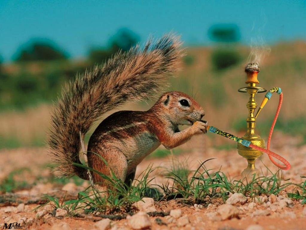 1024x768 Funny Animals Picture 14 High Resolution Wallpaper