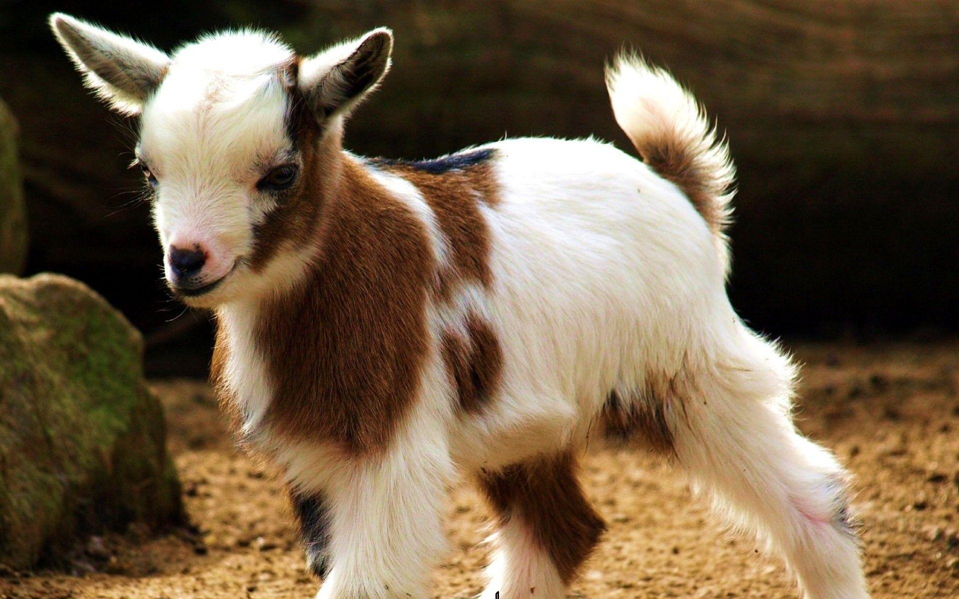 funny-goat-wallpapers-top-free-funny-goat-backgrounds-wallpaperaccess