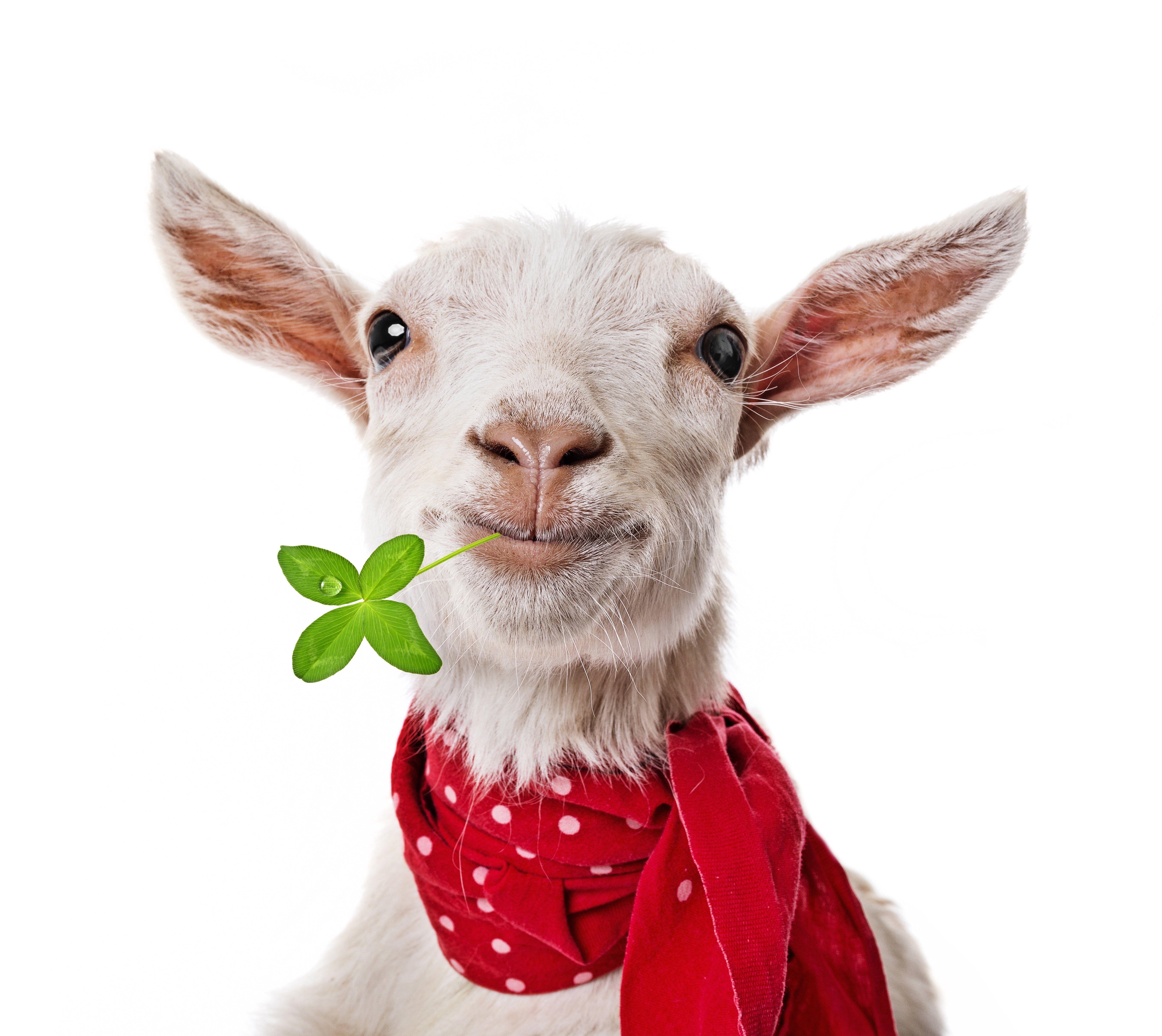6584x5872 Artiodactyl Other Pets Animals goat irish humor funny sheep