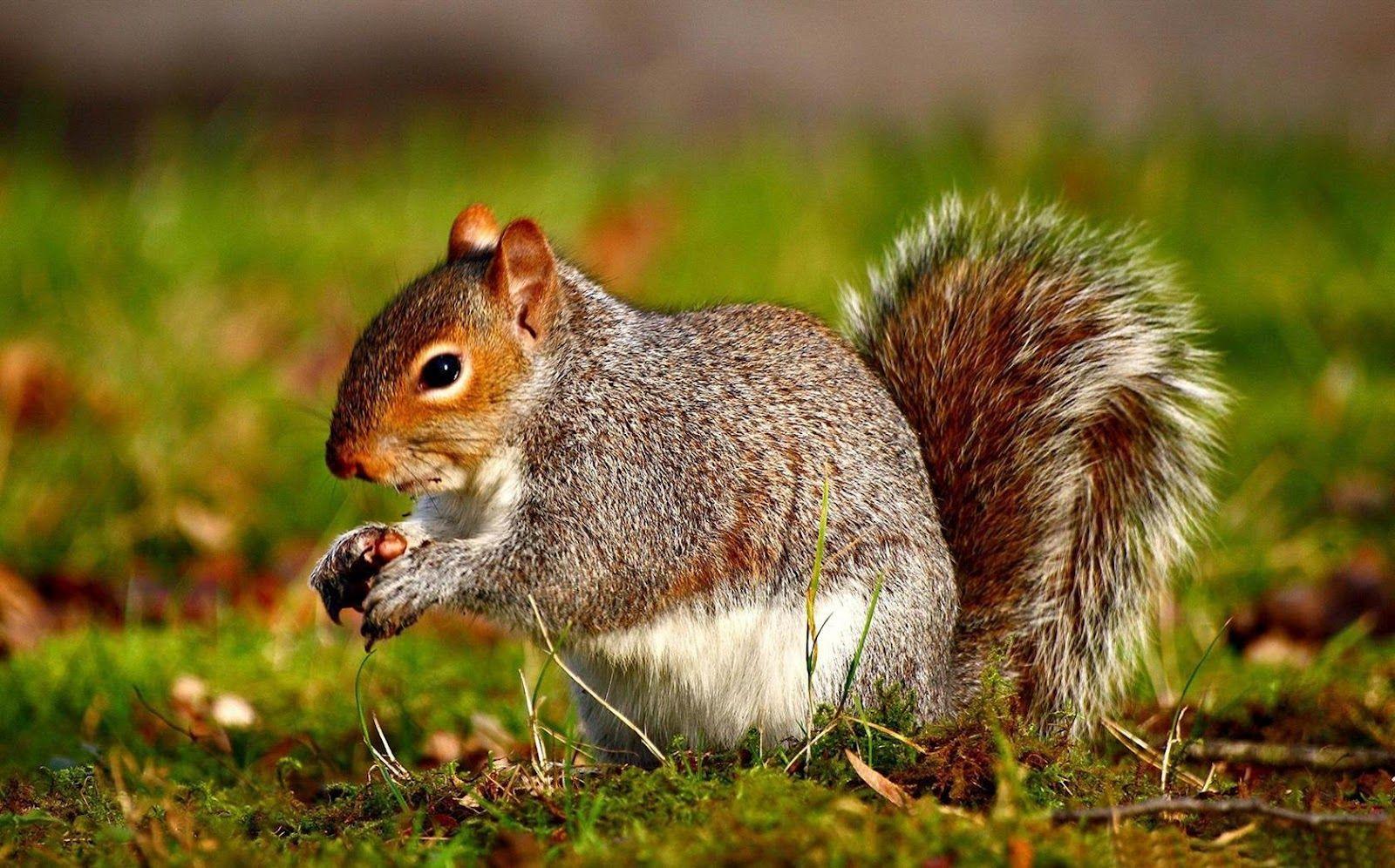1600x996 Wallpaper Squirrels