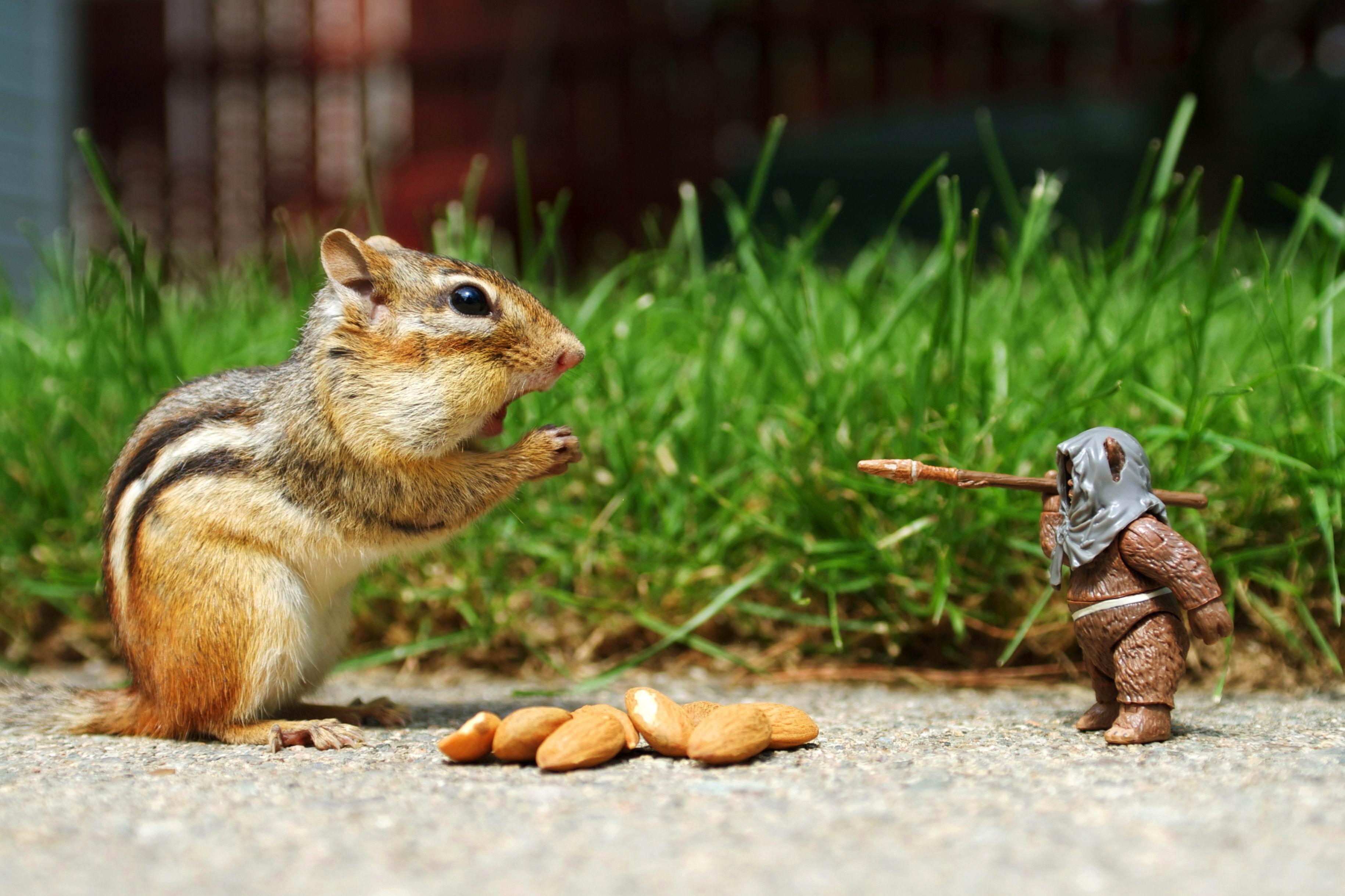 3659x2439 All Funny Wallpaper