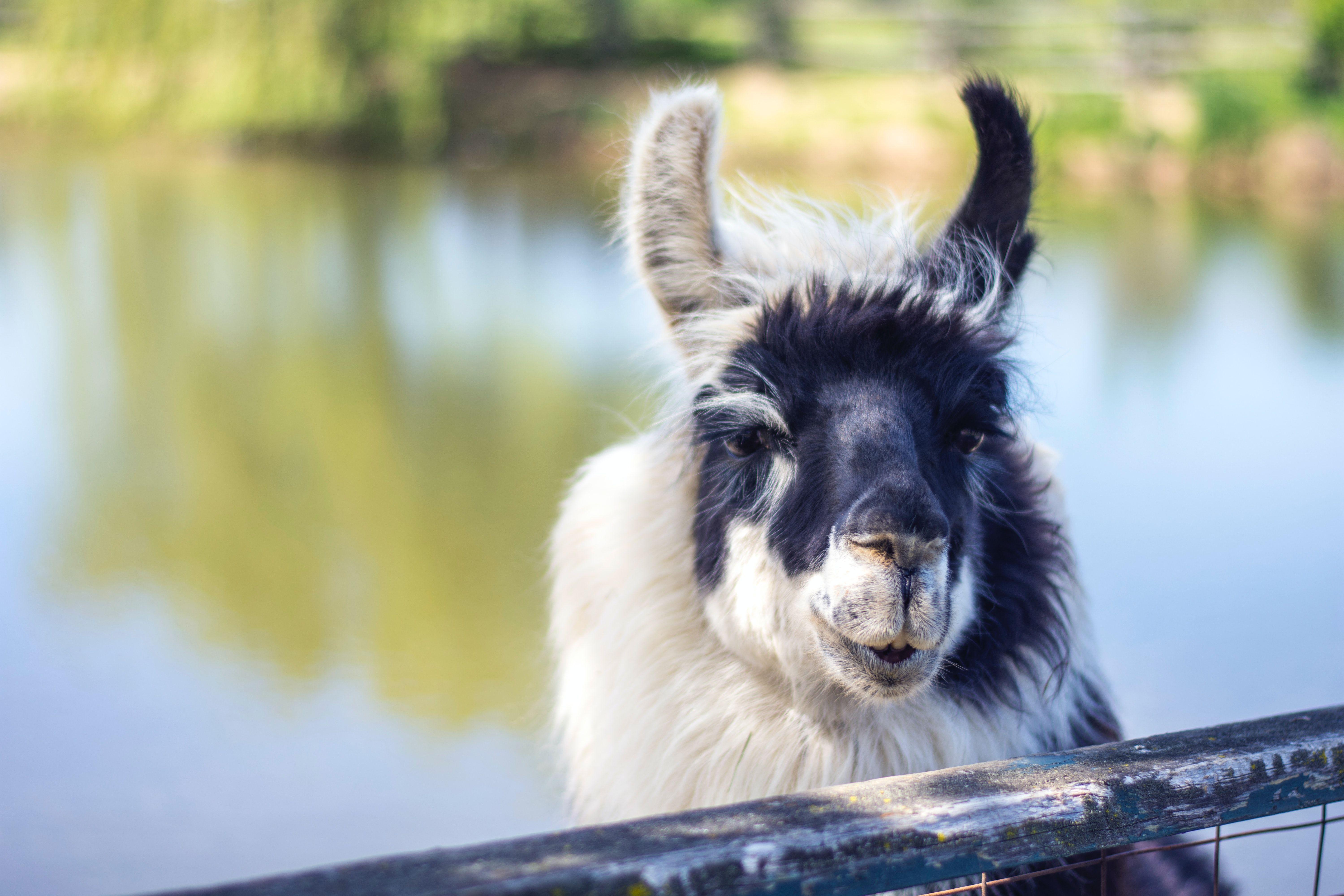 Funny Goat Wallpapers Top Free Funny Goat Backgrounds WallpaperAccess
