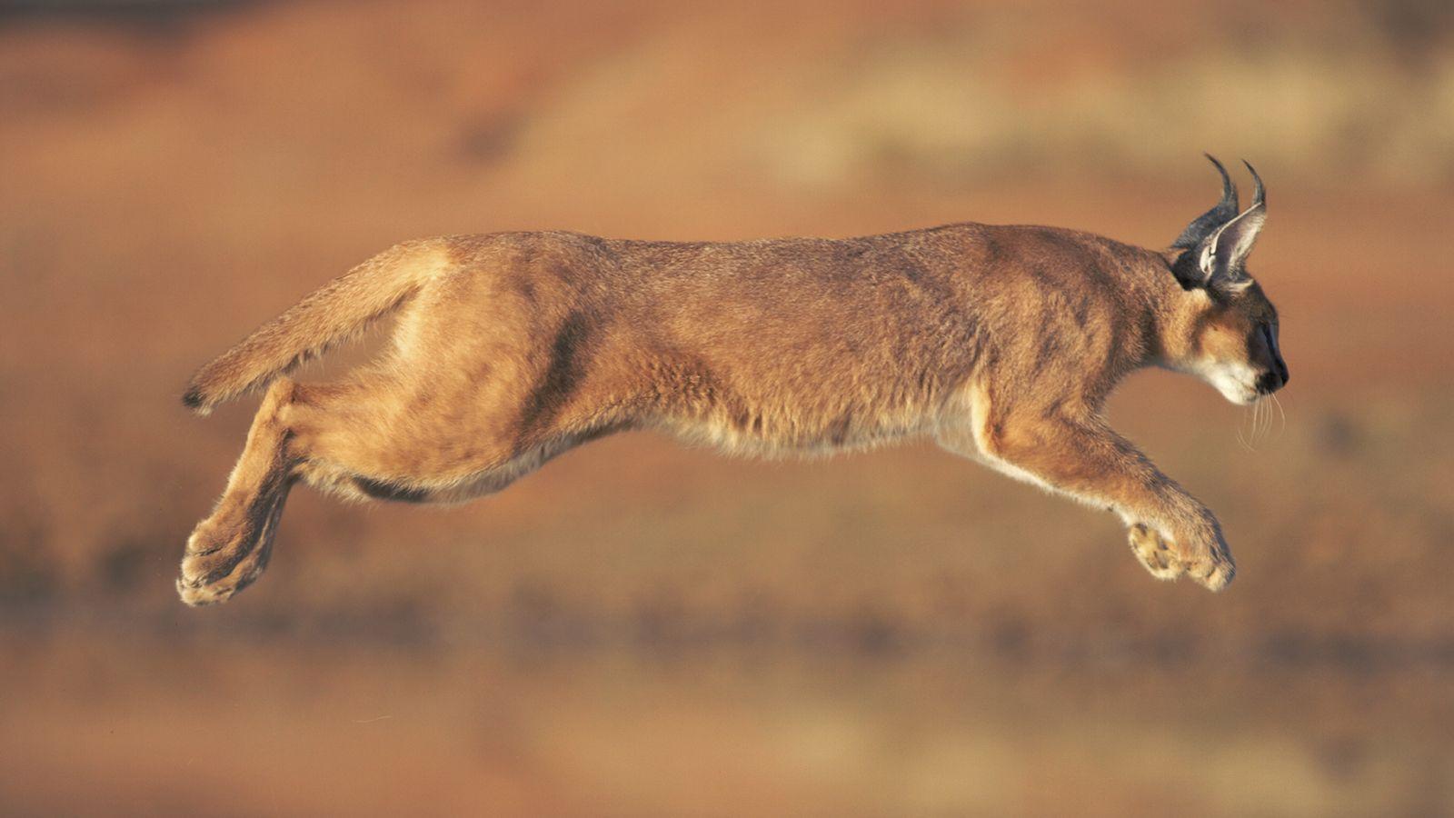 1600x900 Caracal wallpaper, Animal, HQ Caracal pictureK Wallpaper 2019