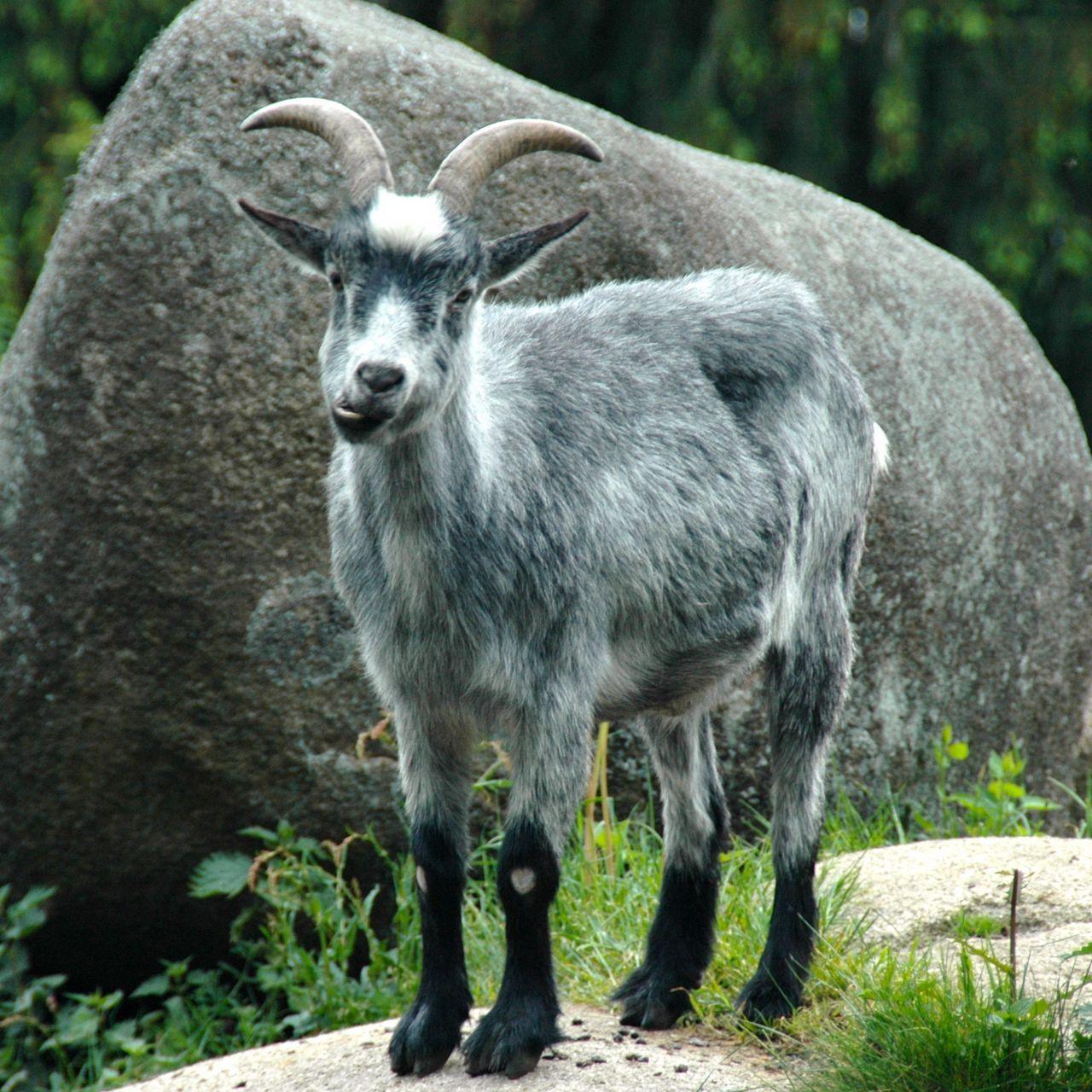 1280x1280 Download wallpaper 1280x1280 mountain goat, funny, rocks ipad