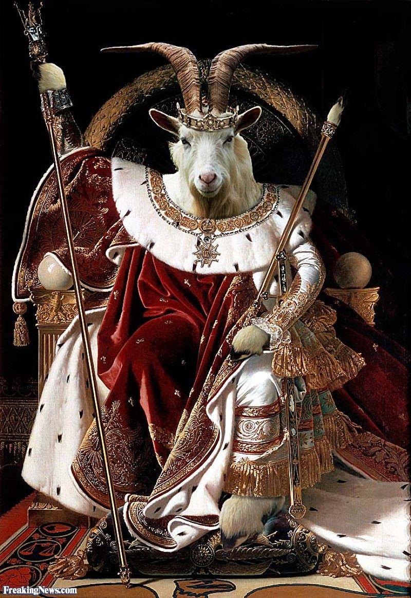 800x1164 Wallpaper Gallery: Funny Goat picture, Funny Goat wallpaper