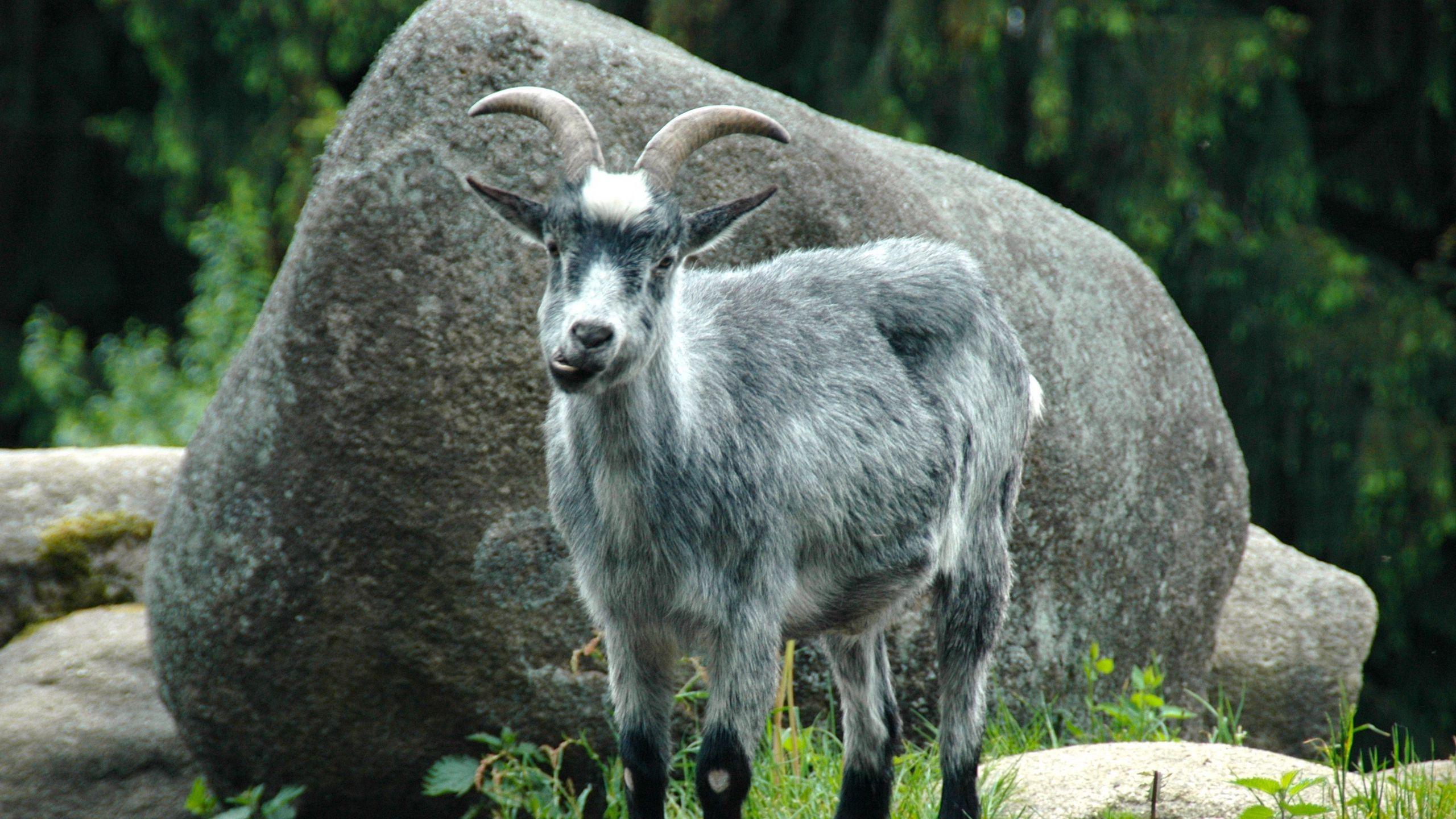 2560x1440 Download wallpaper 2560x1440 mountain goat, funny, rocks