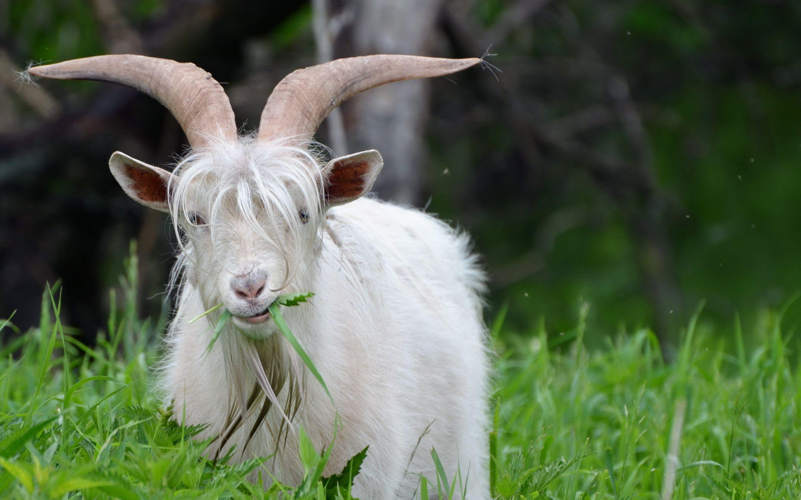 2560x1600 Goat wallpaperx1600