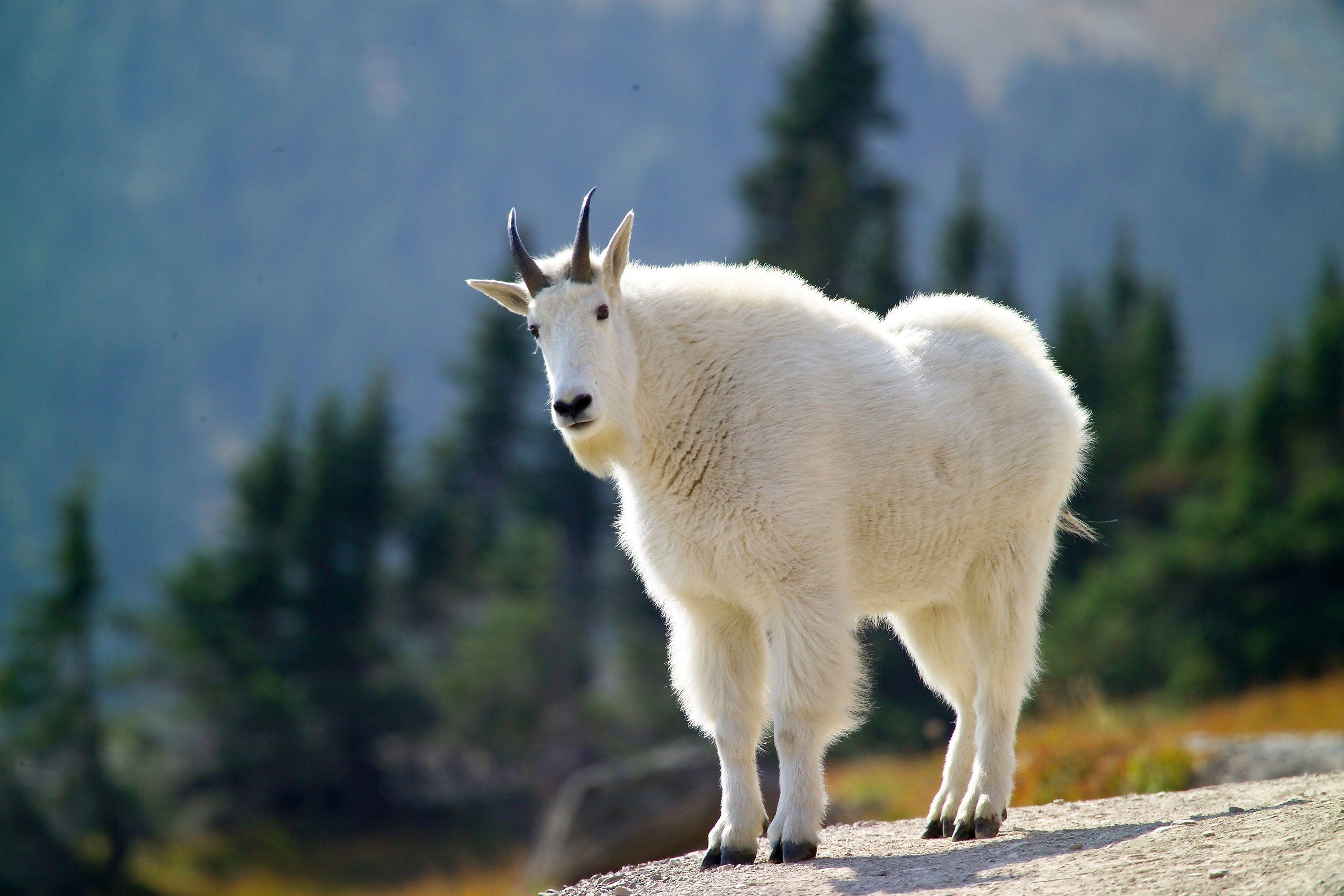 Mountain Goat Wallpapers - Top Free Mountain Goat Backgrounds -  WallpaperAccess