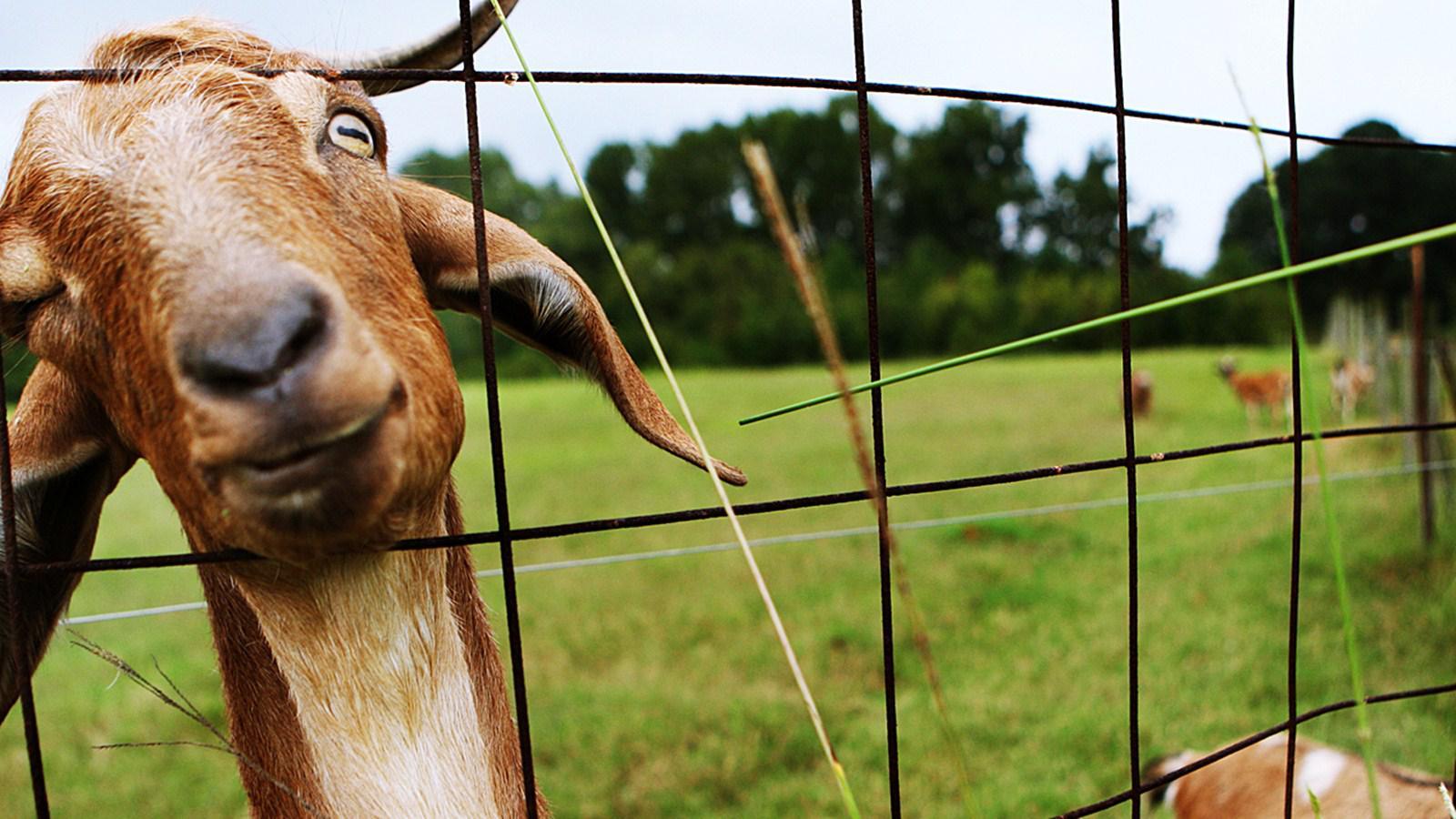 1600x900 Goat Simulator Wallpaper. Silly Goat